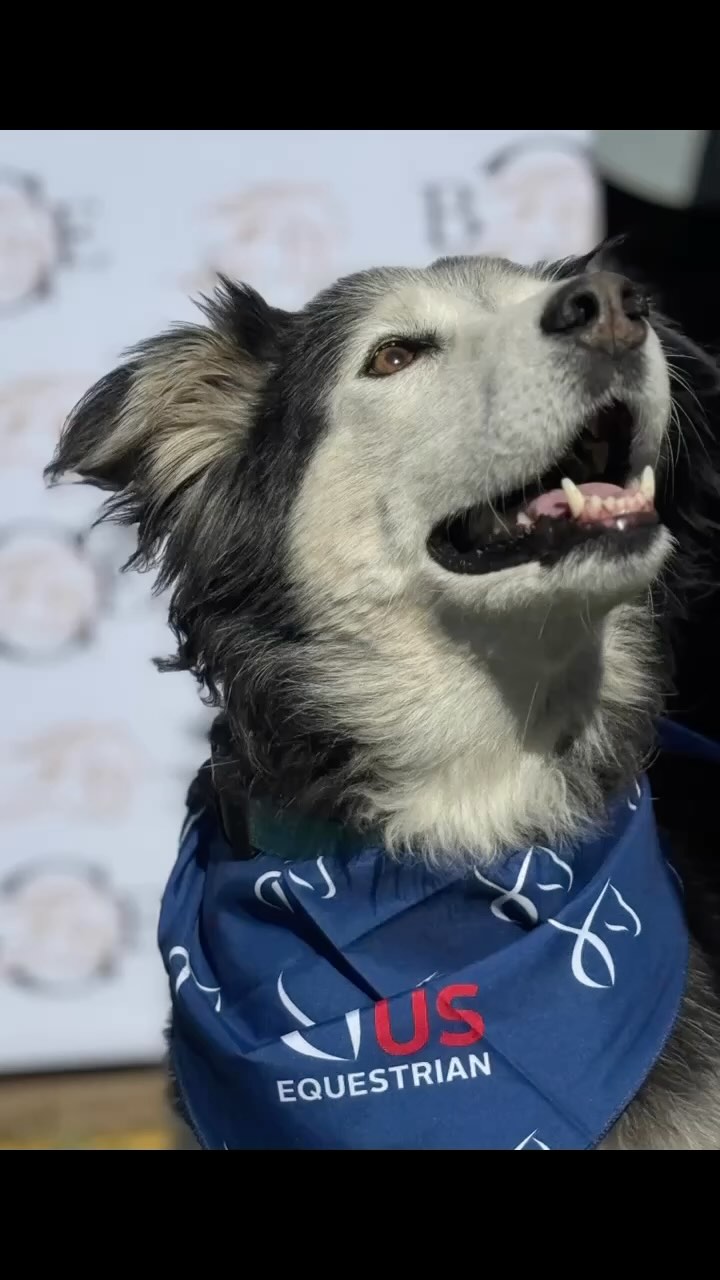 Great first day @morvenpark for the @usequestrianopen Suzie always steals the show! Good luck to all the rest of the weekend! 🍀. #millereventing #morvenparkequestriancenter #usequestrianopen #feiofficial