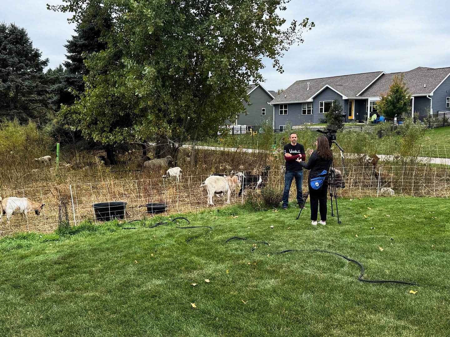 We had a little extra fun today on site with our grazing crews. There were even a few goats who didn’t want dad to hog all the camera time. 🤣
