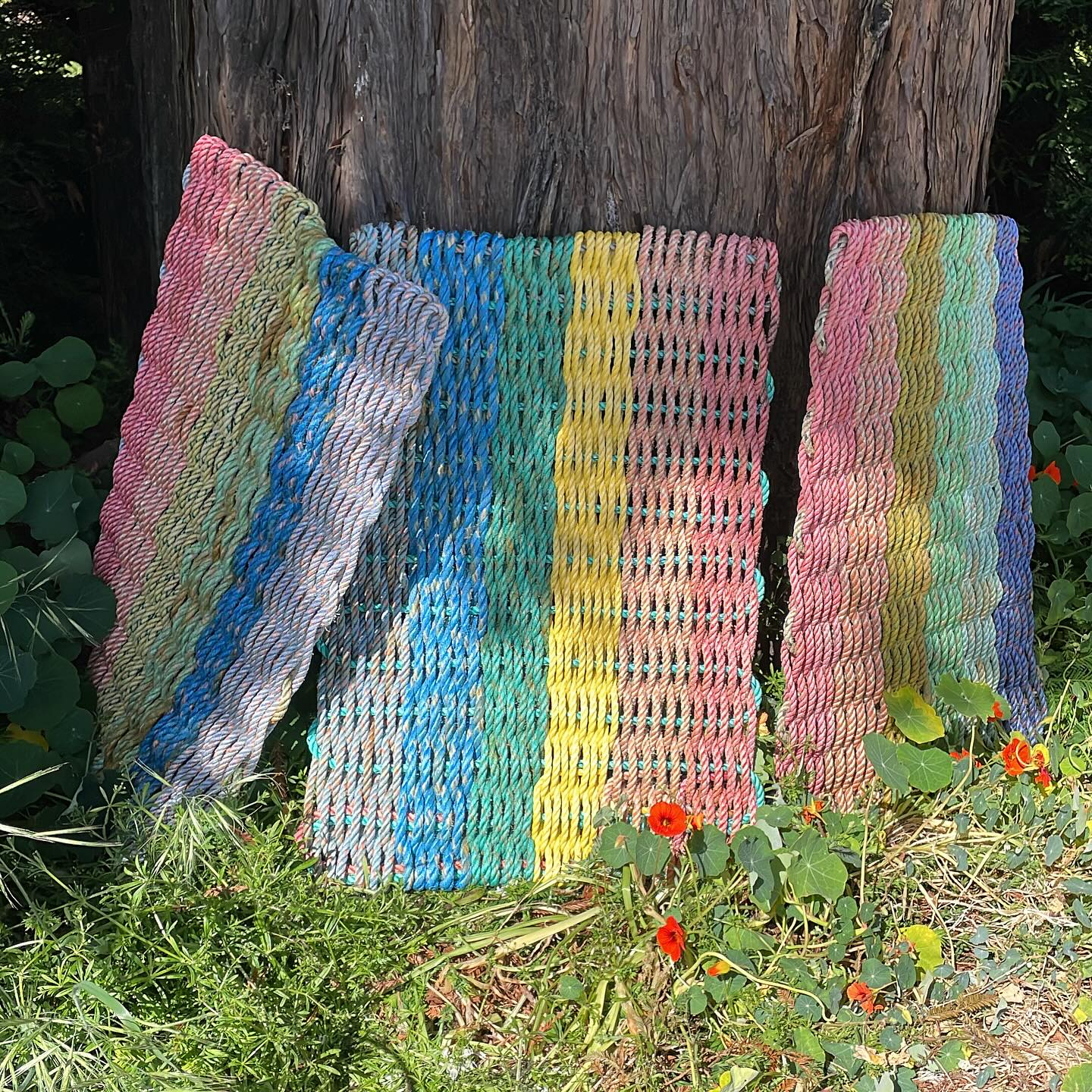 Rainbows coming to the Marin Mammal Center tomorrow and San Carlos Art and Wine this weekend.