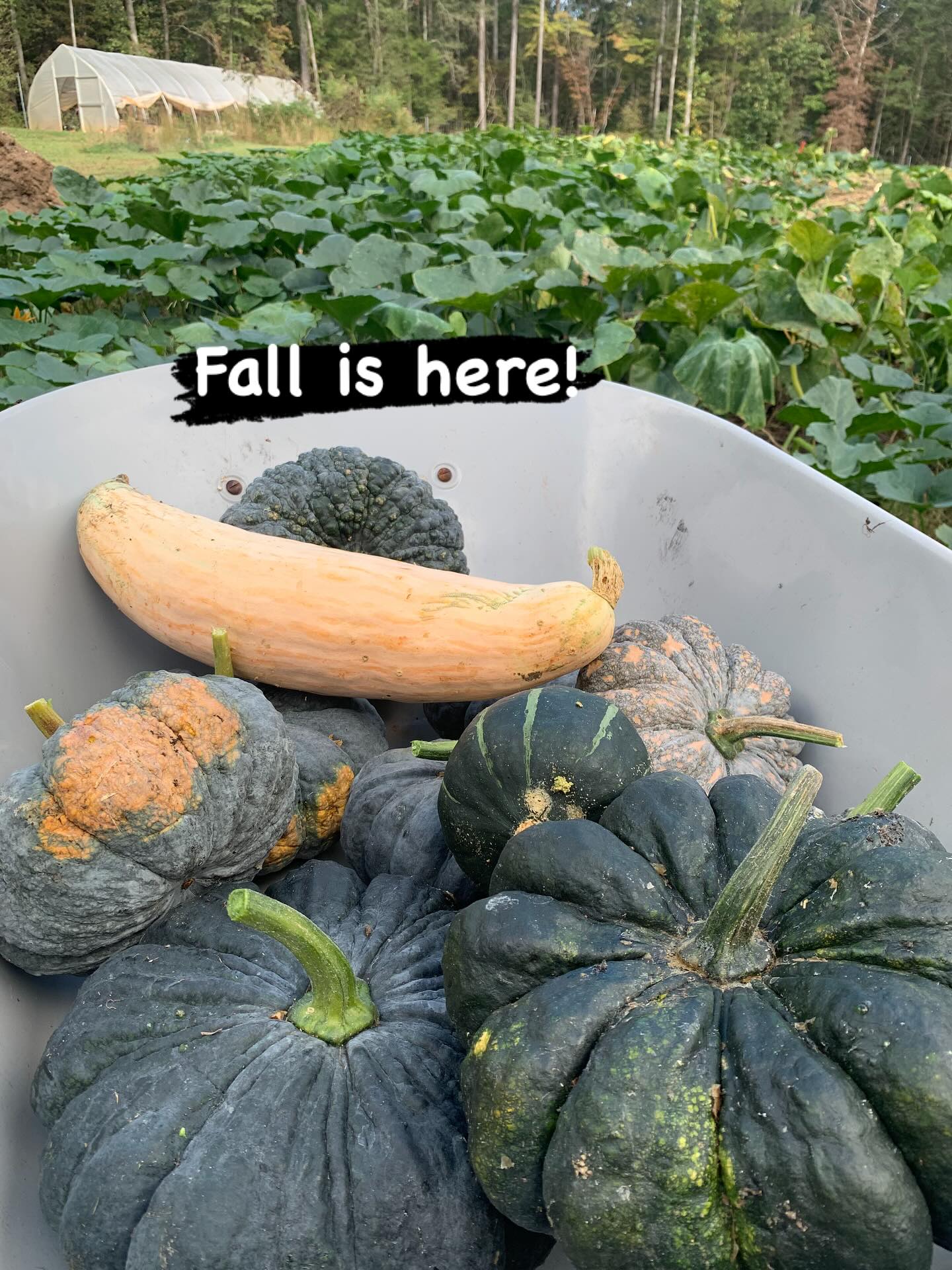 It feels like Fall officially rolled in! Come on out to Pittard Park tomorrow to pick up sweet Winter squash. If you’ve never roasted a Thai Kang Kob pumpkin or a North Georgia Candy Roaster you are in for a treat!