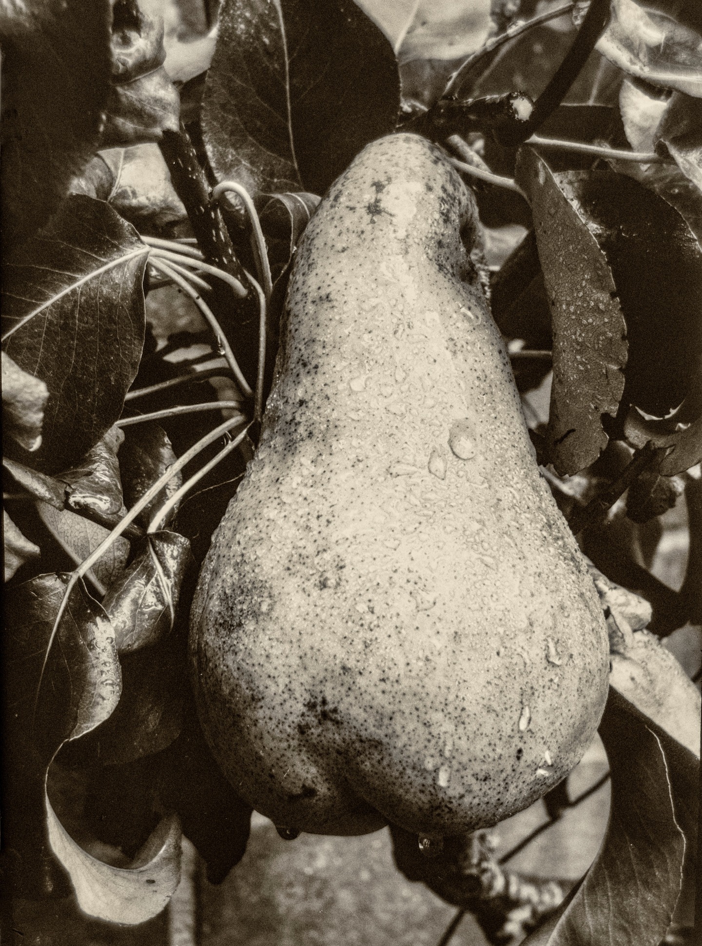Raindrops on Pear- 1900s Houghton Victo Triple Bellows plate camera. Half-plate size. F45, 6s exposure. X-ray film digitally photographed and inverted.
#pear
#Xrayfilm
#largeformatphotography,
#largeformatcameras,
#analoguephotography,
#diydeveloping,
#vintagecamera,
#largeformat,
#darkroomprint,
#blackandwhite,
#studiothree_galler
#Studiothree_Gallery
#alternativephotographicprocesses
#clevedoncraftcentre #studiothreegaller_