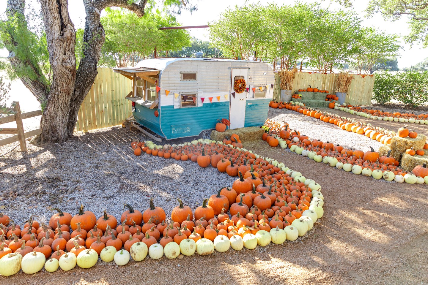 Hey y'all! Another AMAZING weekend is among us. If you're planning to visit the farm this weekend, here are some tips to help you plan your visit. 🎃💛
📆 Special Hours- we will be open 3 days this weekend!
Saturday 10-8
Sunday 10-6
Monday (Columbus Day) 10-4
🎟️‼️ A limited number of tickets are available each day to provide the best experience for guests. We HIGHLY encourage you to book your tickets as soon as possible to guarantee entry. We are expecting to sell out! devineacresfarm.com/fall-admission
🍕 Come hungry! We've got tons of delicious food, drinks, dessert and snack options! Speciality mac n cheese, burgers, fried pickles, crazy donut milkshakes, cider donuts, fresh kettle corn, shaved ice, coffee, beer & wine, frozen cocktails, lemonade, nachos, pizza... yes, we've got it all!
🎃 The farm is filled with tons of beautiful picture opportunities, endless attractions, flowers, live music, fishing, hayrides, and so much more. We truly have something for everyone to enjoy!
📍 Address is 944 FM 2200 W Devine, TX
See y'all this weekend!