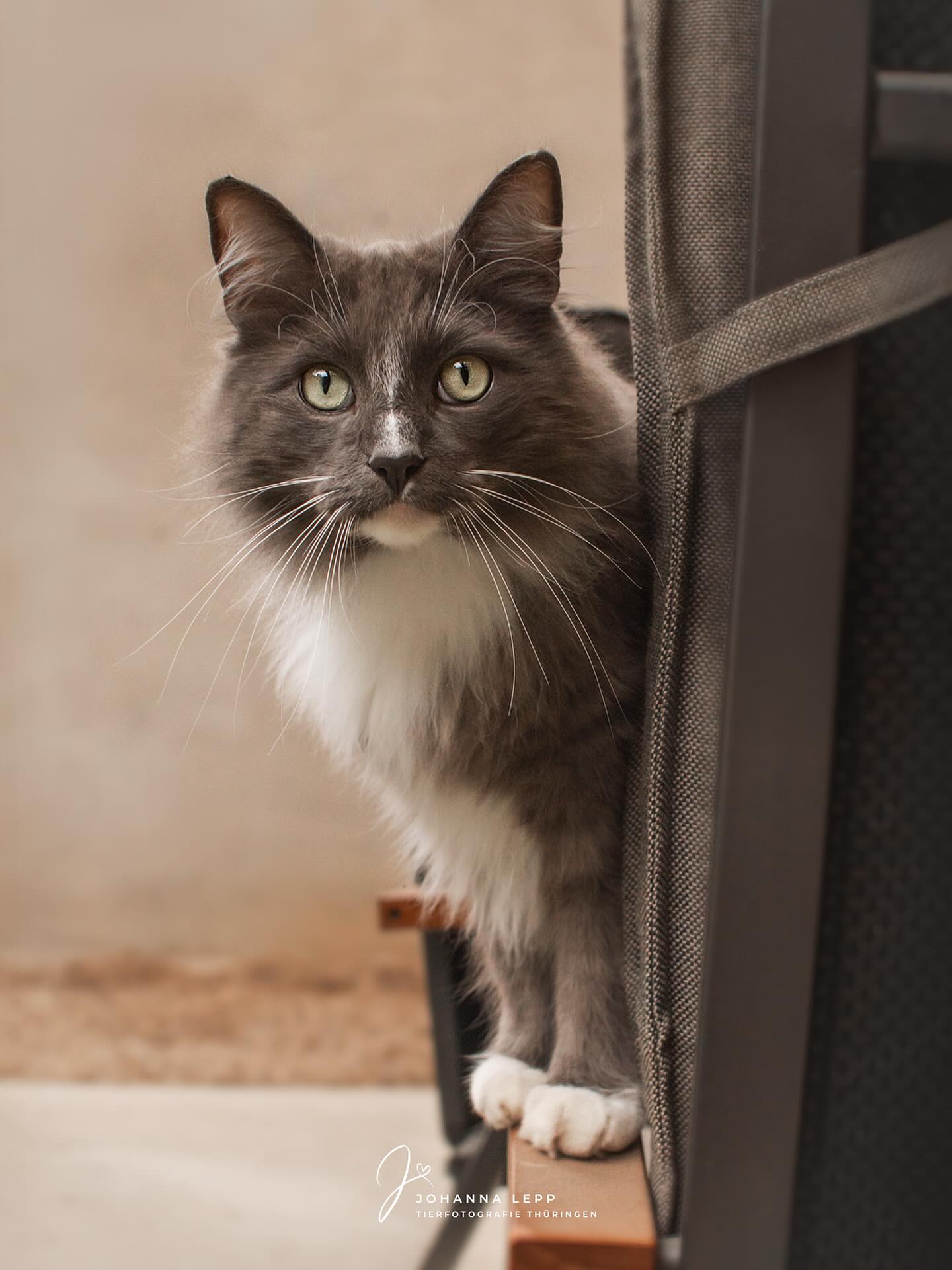 Indigo von den Tangerwiesen 🩵
Das Shooting gestern war sooooo schön, ich musste gleich ein Bild fertig machen! 🥹
Die zwei Brüder Indigo & Iben haben in unseren kleinen Sets wirklich alles gegeben was sie konnten, aber zwischendrin sind so tolle Momentaufnahmen, wie zB auf dem Terrassenstuhl, entstanden, dass lieb ich ja auch ganz doll. Sie waren so angenehm neugierig und aufmerksam, zwei absolute Prachtexemplare ihrer Gattung wenn ihr mich fragt! 🥹
Ich hab auch ein bisschen mitgefilmt. In den aktuellen Storys könnt ihr einen kleinen Blick hinter die Kulissen werfen 🐈☺️
Ich beginne jetzt meinen Spätdienst bis Montag.
Habt einen schönen Samstaaaaag ☺️☀️
•
Du hast Fragen oder möchtest direkt ein Shooting buchen? Meld dich gern 🌸
📧 info@tierfotografie-thueringen.de
💻 www.tierfotografie-thueringen.de
#hundefotografie #katzenfotografie #tierfotografie #thüringen #vondentangerwiesen #norwegischewaldkatze