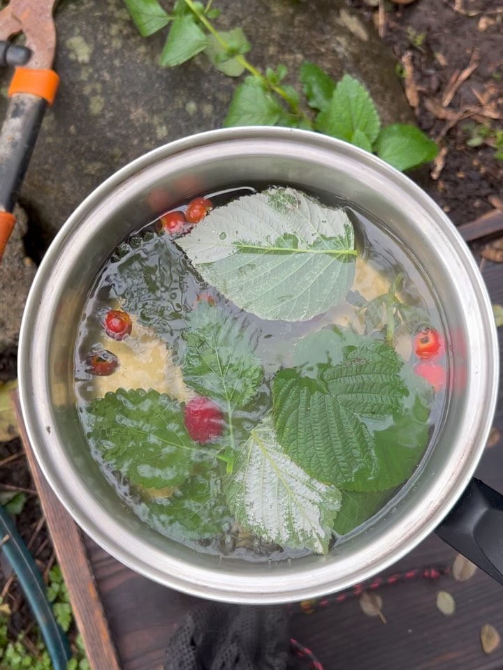 Two years ago on Sukkot I sat on the beach, in the early morning, after dropping off Kris at the train station. I cried into the sand, and built a miniature sukkah out of sticks and shells. It was October 8th, and the grief in my body was so deep. The last two years, this grief has never left, never truly abided. To be a Jew in this world is incredibly fraught. I mourn for my people and I mourn for all the innocent lives last in Gaza. I have experienced hate and antisemitism in ways I never thought I would. I have found unexpected allies and also lost friendships. I’ve lost hope in many things. But I’ve also rooted to this land, to the PNW in deep ways, I’ve prayed into the water, and the skies, I’ve dug into the joy of my poetry, poured into community. And here, of course, my relationship to land is complicated. I am of diaspora. I was not invited here. And I don’t know that I will ever feel truly safe as a Jewish woman again. This too brings so much grief. But in moments like this, making tea in the Yiddish Garden of rosebuds and raspberries and strawberry leaves, of lemon balm and yarrow, building a Sukkah out of sticks and banana leaves, I breathe. I am hopeful for a moment, cautiously optimistic. Wondering if this is war will actually stop, what it would actually meant if we treated all land as sacred, as home. As we consider true safety, true protection, what are the ways we can turn from guns to garlic, from rage to rosehip, from hate to hawthorn? Turn your kettle on, ask yourself what plants know of peace.