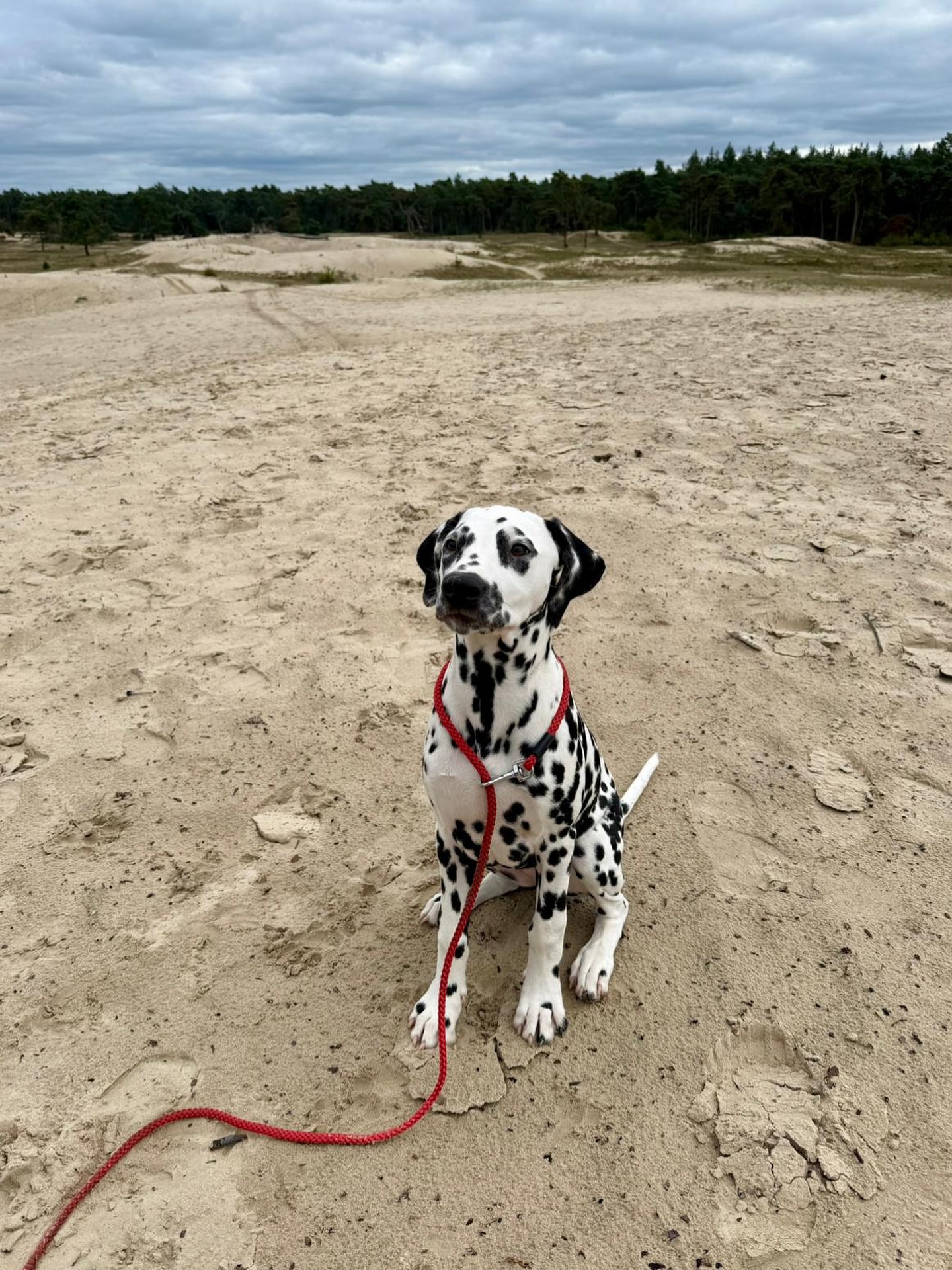 Lekker gewandeld met Asta op zandverstuiving de Sahara in Ommen 🍁🌲🍁
#genieten #mooieherfstdag #opstapmetdepup