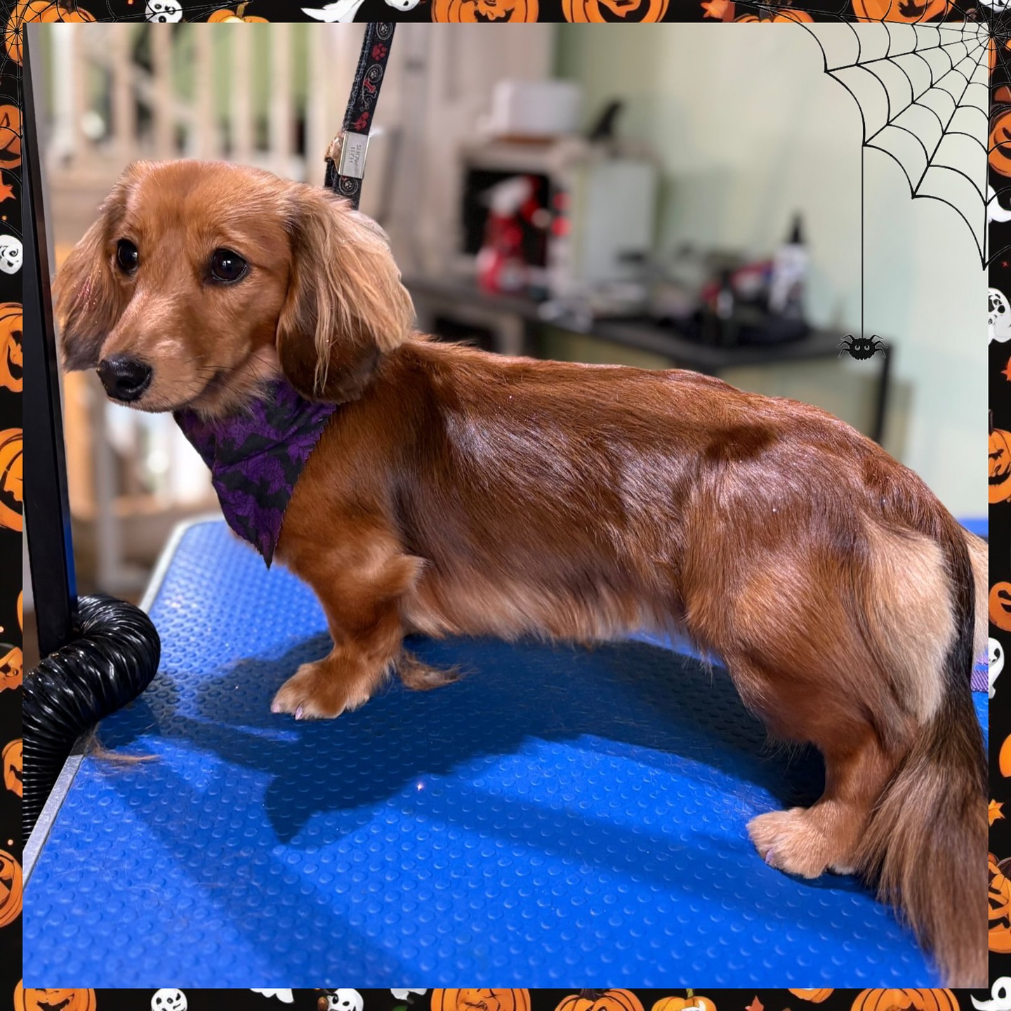 🎉 Proud moment alert! 🎉
Our amazing apprentice Amber has just completed her first full groom all by herself (with a little guidance from her lovely teammates). We couldn’t be prouder! 💕
And how gorgeous is Peaches the Dachshund? Her mum requested glitter and pink nails — and honestly, how could we say no?! ✨💅 We love a client who enjoys having fun with their pup’s look!
✂️🛁: Groom by Amber
Peaches’ spa day included a good scrub in the tub, lots of cuddly blow-drying, and a light tidy trim all over. She left looking and feeling fabulous! 🛁🐾💖 Also smelling like a pumpkin Pie 🥧
#DogGrooming #ProudMoment #ApprenticeGroomer #GroomingJourney #FirstGroom #DogSalon #DogSpaDay #DachshundLove #PeachesTheDachshund #CuteDogsOfInstagram #DogsofInstagram #DogGroomerLife #PetGrooming #DogPampering #GroomerCommunity #TeamWork #DogCare #FurryFriends #GroomingApprentice #DogGroomerTraining #PinkNails #DogGlitter #PamperedPup #DogMakeover #GoodDogVibes #GroomerPride #DogGroomingSalon #DogLovers #PuppyStyle #FreshFromTheGroomers