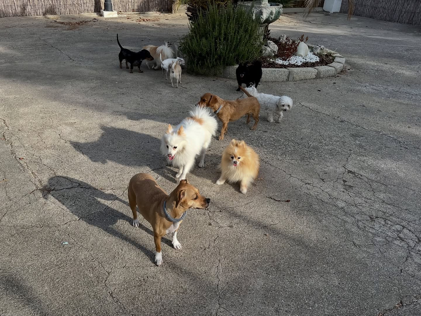 #cuidadoresdeperros #madrid #mascotas #españa #igersmadrid #perros #dogs #dogsofinstagram #perrospequeños #dogslife #dogfriend #fotosdeperros #comoencasa #vacaciones #doglover #pomeranian #chihuahua #caniche #bichón #bichonmaltes #shitzu #shitzulovers #pomerania #pomeraniaespaña #teckel #otoño