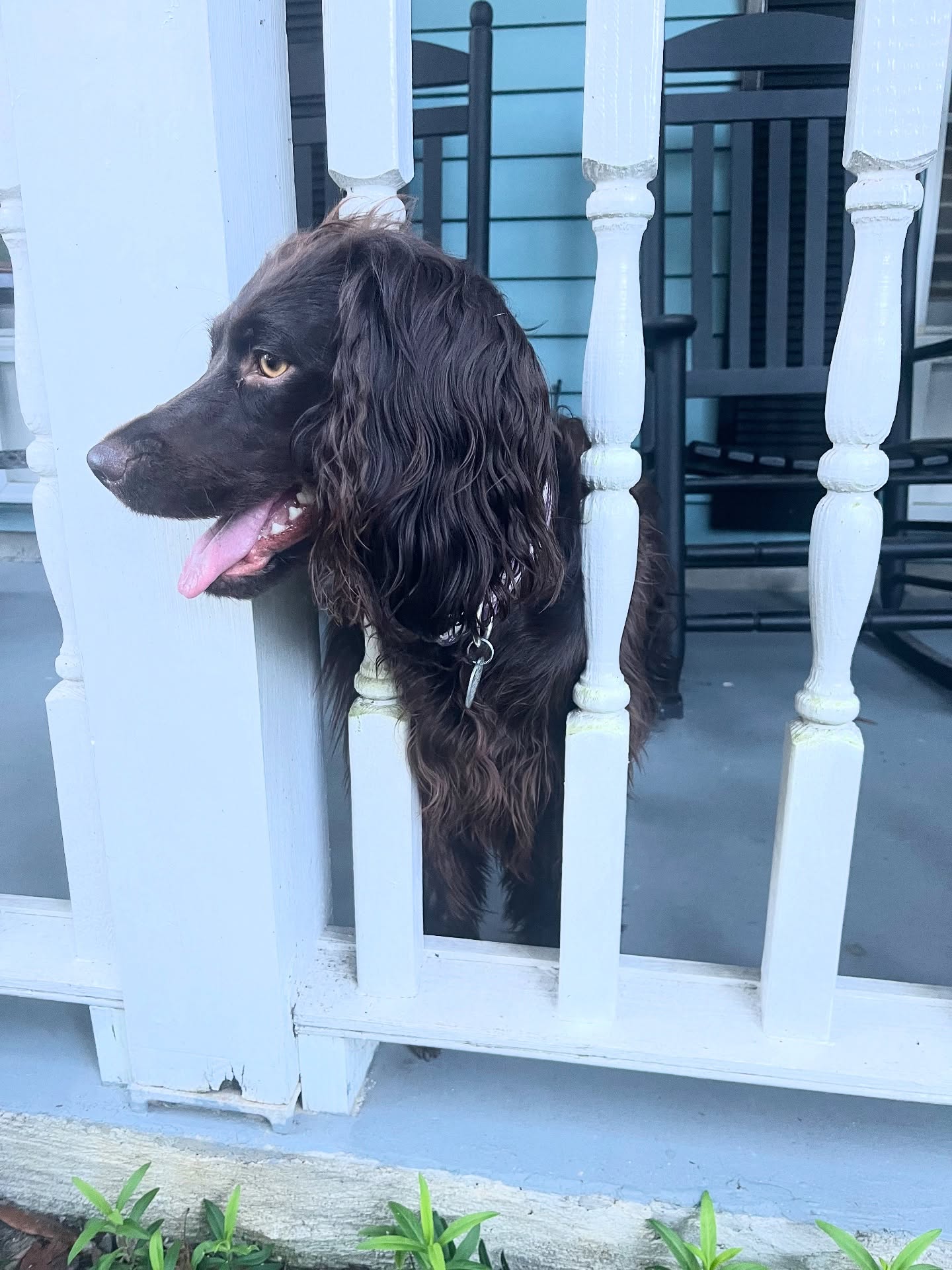 š¾ Tessieās Tuesday Tips š¾
This weekās Social ABCs from your favorite porch pup:
Always show up
Be real
Create value (and cute content helps too š)
Tessie says if youāre not poking your head out of the porch rails to be seen, are you even marketing? š