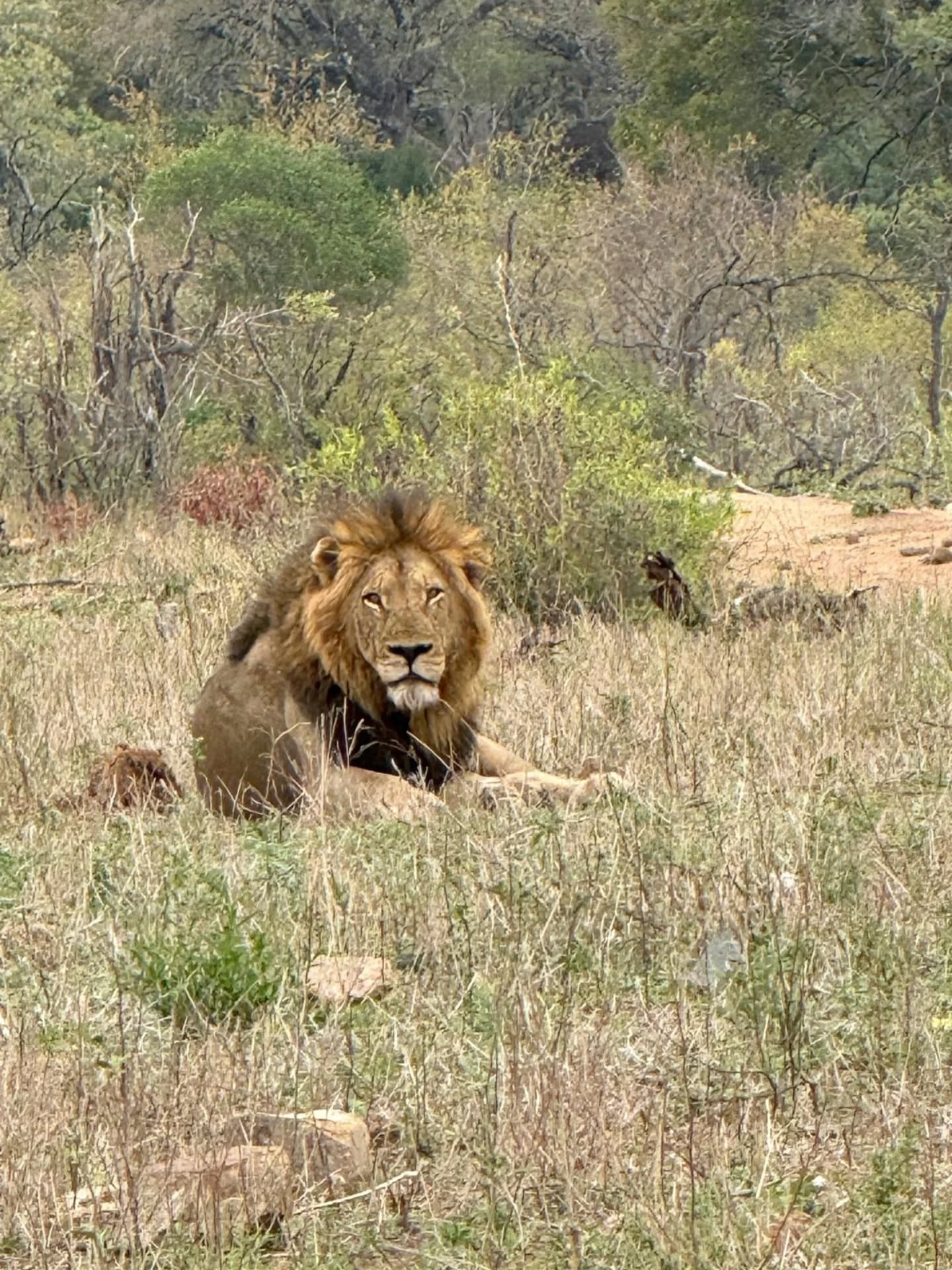 🐒 Na het Greater Krugerpark en de Panorama Route, maakten onze klanten een stop bij @needlessafarilodge in Marloth Park, opnieuw een van onze favorieten. 🦓
"Gisteravond gezellig met zijn allen gegeten bij Needles Lodge. Wat een prachtige locatie. Vandaag hebben we weer veel gespot in het Kruger. En zelfs de geur geroken van gieren en hyena’s die een heerljjk maaltje hadden van een giraffe! Normaal in natuurfilms, nu live! We genieten."