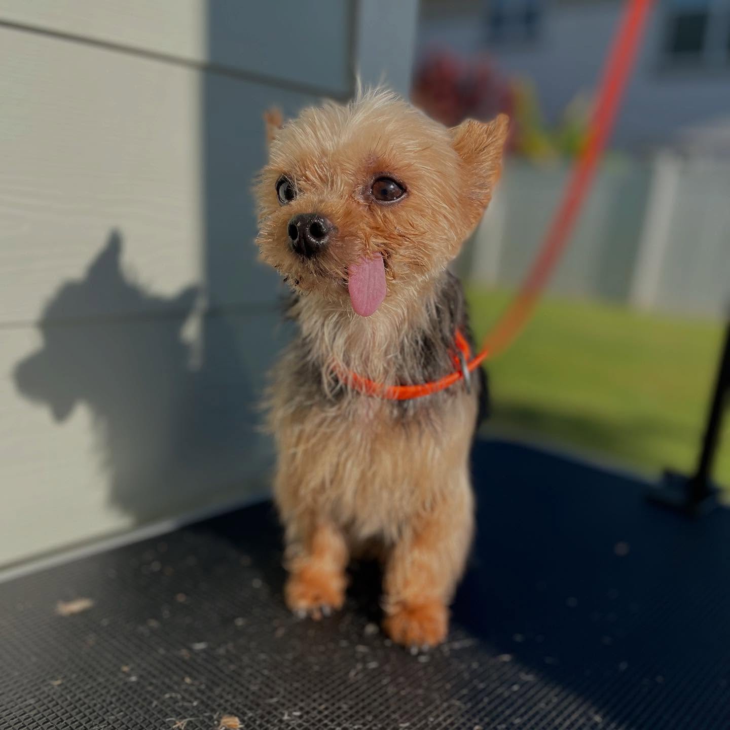 Ms Tori feeling better than ever after her Platinum Package! ✨
This senior pup doesn’t have any teeth, causing her tongue to slip out. While this can be dangerous during grooming, our gentle handling and one-on-one approach allows us more time to safely clean up the area so she can be more comfortable and clean 🐾 ✂️
A short haircut can help your senior feel more comfortable, since this style is low maintenance and easy to keep clean. It also allows you to keep an eye on their skin, any tags, bumps, etc. 🚨
📌 book your senior pets groom today!
✉️ DM or Link in Bio 🔗
#mauihawaii #hawaii #yorkie #seniordogs #seniordog #olddogsrule #maui #doggrooming #mobiledoggrooming #dogs #doglover #doggo #mauidogs #dogmom #dogdad #longbeachca #lbc #longbeach #socal #lbcdogs #lbcdoggrooming #beforeandafter