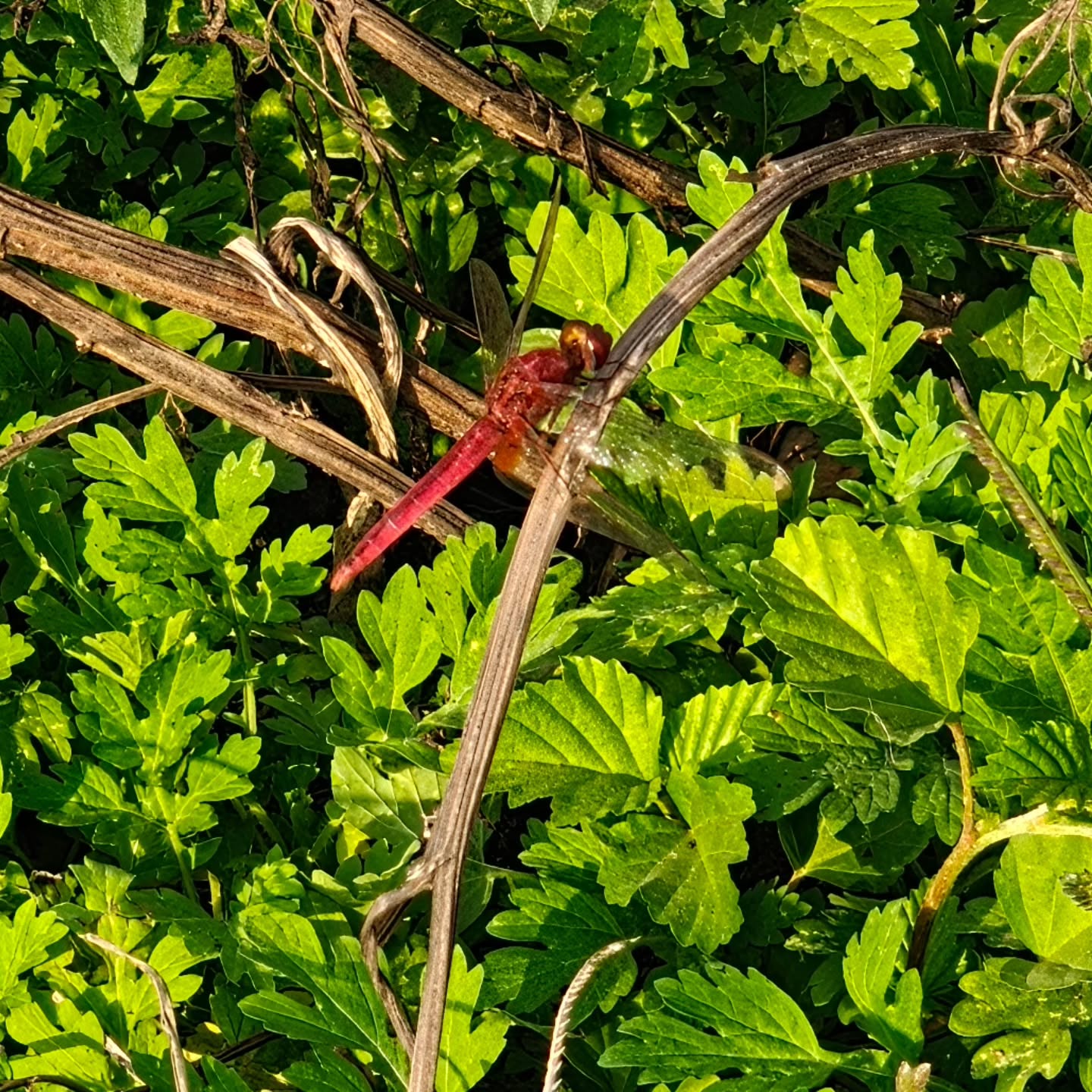 All natural things are so beautiful, this is a scarlet skimmer so blood red 🍒 and above that those wings, they flutter and it became more beautiful. #scarletskimmer #scarlet #redcreatures #insects #beautiful