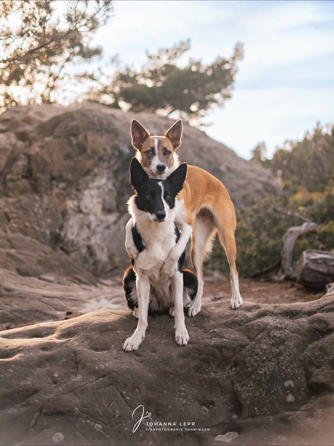 Habt einen schönen Sonntaaaag ☀️
Bild ist beim Portdolioday mit @purrpaws_fotografie im Frühjahr entstanden ☺️
•
Du hast Fragen oder möchtest direkt ein Shooting buchen? Meld dich gern 🌸
📧 info@tierfotografie-thueringen.de
💻 www.tierfotografie-thueringen.de
#hundefotografie #tierfotografie #thüringen #harz #bordercollie