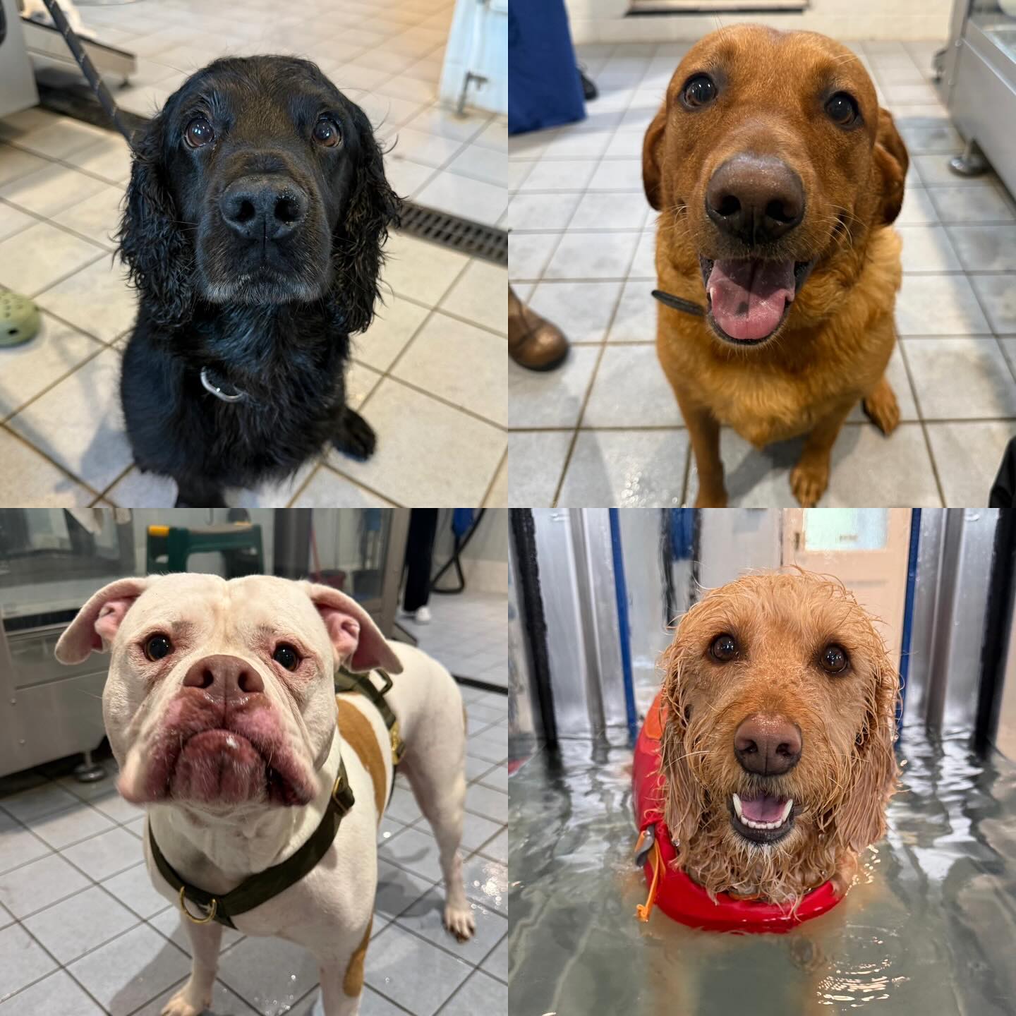 Please welcome all of the new faces that have started with us in the last couple of weeks. 🐶🦴
Freddie (Cocker Spaniel) LF amputation
Buddy (Labrador) R shoulder instability
Ripley (Alapaha) LH lameness
Roobarb (Labradoodle) Lumbosacral Pain
Crumpet (Labrador) Toe Amputation LF
Coco (Staffie X) TPLO RH and LH
Darla (Rottweiler) R TPLO
Hunter (Rottweiler) Mild Hip Dysplasia (L>R)
Isla (Dalmatian x) Fitness
Holly (Mareema Sheepdog) LH amputation
Dakota (Rottweiler) Ruptured Cranial Cruciate Ligament
Bruce (Terrier X) Mild L Patella Instability (Grd2)