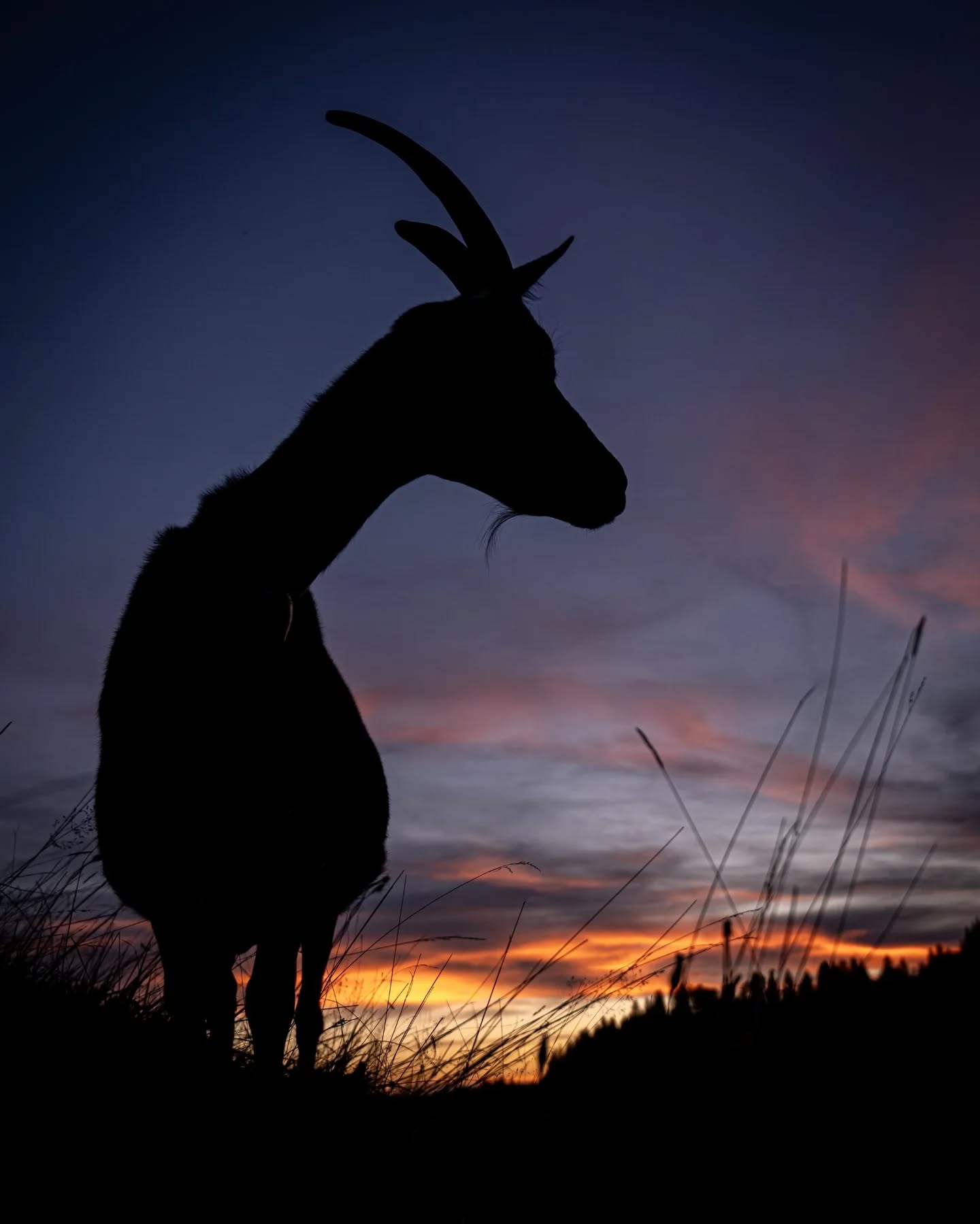 Die Tage werden kürzer. Im doppelten Sinn. Sowohl von den Licht-, als auch von den Arbeitsstunden. Denn hier oben wird es ohne Straßenlaternen oder beleuchtete Nachbargebäude, also ohne äußere Lichtquellen, dunkler, als man das von aus der Stadt oder Dörfern kennt. 
Auch wir selbst haben an der Hütte - abgesehen von einer kleinen Lampe überm Ziegenmelkstand - keine Außenbeleuchtung. Damit entfällt mittlerweile in den frühen Morgen- und späten Abendstunden zumindest die Arbeit im Gelände - und die Arbeitstage werden damit automatisch kürzer. 
Wobei drinnen immer noch reichlich zu tun ist. Der Oktober verwöhnt uns alle mit herrlichem Herbstwetter und so bereiten wir auch heut schon in den dunklen Morgenstunden die Gastronomie für euch vor. Es duftet nach frisch gebackenen Kuchen, die Augen tränen von den Zwiebeln für den Wurstsalat und im Hintergrund knistert schon lange das Feuer im Ofen, um bis zum Frühstück die Kälte der immer länger werdenden Nächte aus der Alpstube zu vertreiben. 
#alpesonnhalde #oberallgäu #allgäu #oberstaufen #alpwirtschaft #almwirtschaft