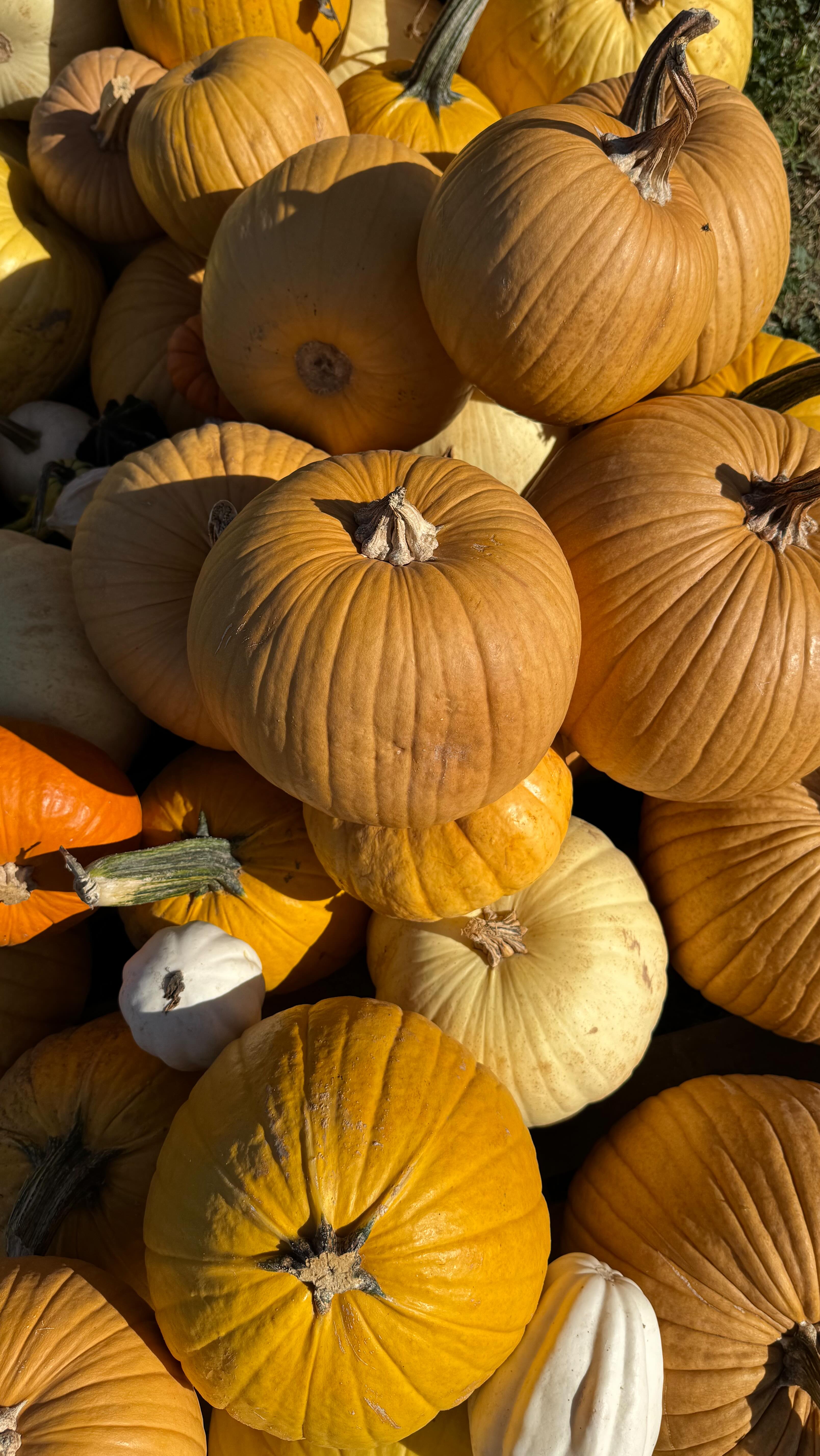 ๐โจ Searching for the perfect pumpkin? Big, small, bumpy, smoothโweโve got them ALL! Whether youโre carving, baking, or just decorating your porch, our farm is full of unique varieties waiting for you. ๐๐งก
Bring the whole crew, wander the farm, and find the perfect pumpkin! Open from 4-9pm weekdays and 10-9pm on Saturdays! ๐
๐ธ Donโt forget to snap a pic with your pumpkin pick of the dayโtag us so we can see your fall finds! ๐
#PumpkinPatch #CornMazeAdventures #PickYourPerfectPumpkin #FallVibes