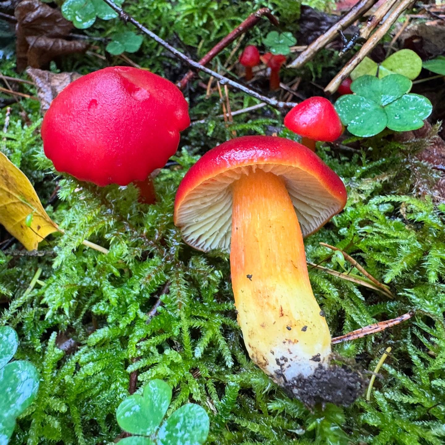 Senhøst og endelig tid for vokssopper!😍 Skarlagenvokssopp (Hygrocybe punicea) er en av de største vokssoppene, og er en sann fryd for øyet! ❤️ Spiselig er den også!
#Skarlagenvokssopp #vokssopp #Hygrocybepunicea #hygrocybe #sopp #sopptur #soppjakt #soppsesong #skog #utpåtur #soppdilla #sopptillyoudrop #svamp #setas #hongos #pilze #grzyby #mushroom #mushrooms #wildmushrooms #mushroomhunting #mushroomsofinstagram
#mushroomphotography #shrooms #fungus #fungi #funghi #fantasticfungi #mushroomsoftheworld