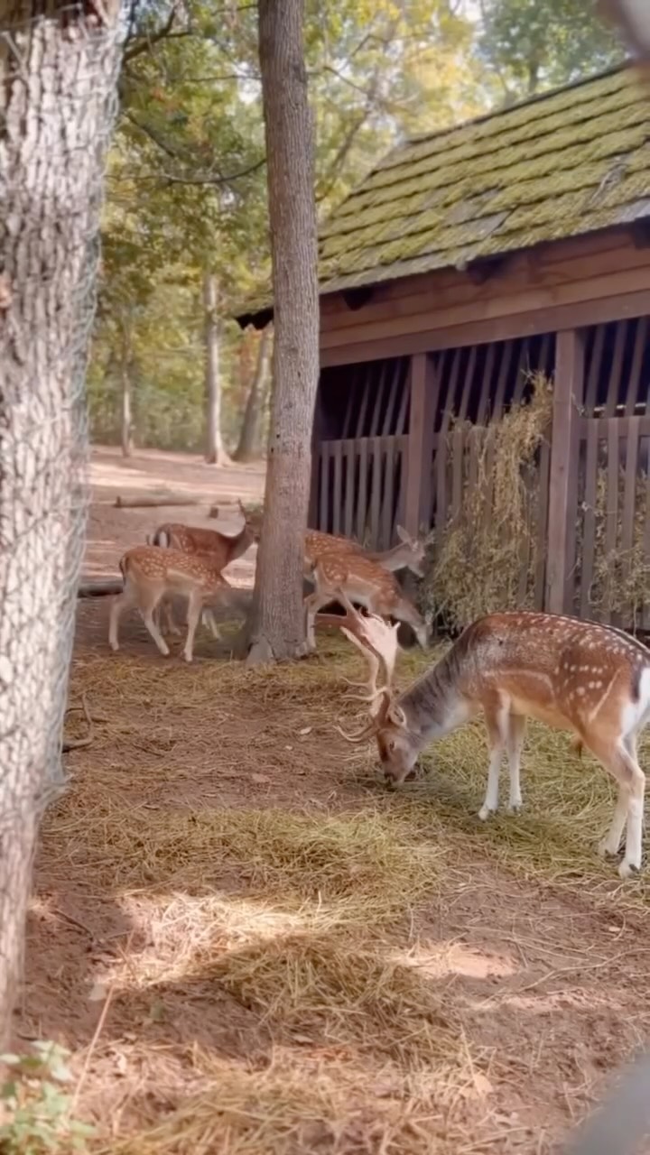 Az állatok világnapja alkalmából megnéztük a nagyvadakat 🦌🐗. #babolygó #óvoda #budakeszivadaspark #vadaspark #állatok #természet #kirándulás #kindergarten #nature #animals
