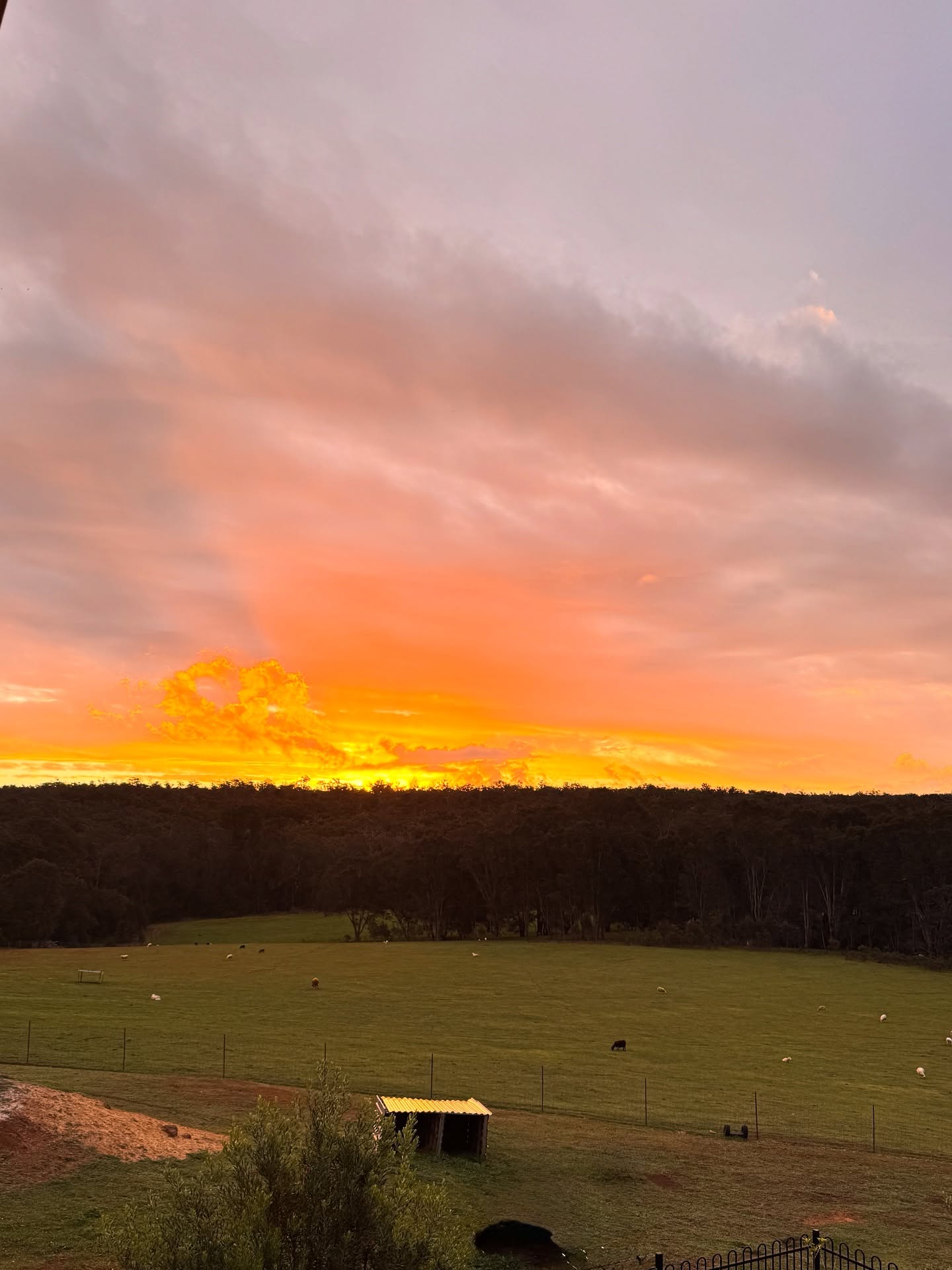 As sunsets🌅 go, we do them pretty good at Jarrah Glen!
#wildinourheart #farmstay #westernaustralia #southwestwa