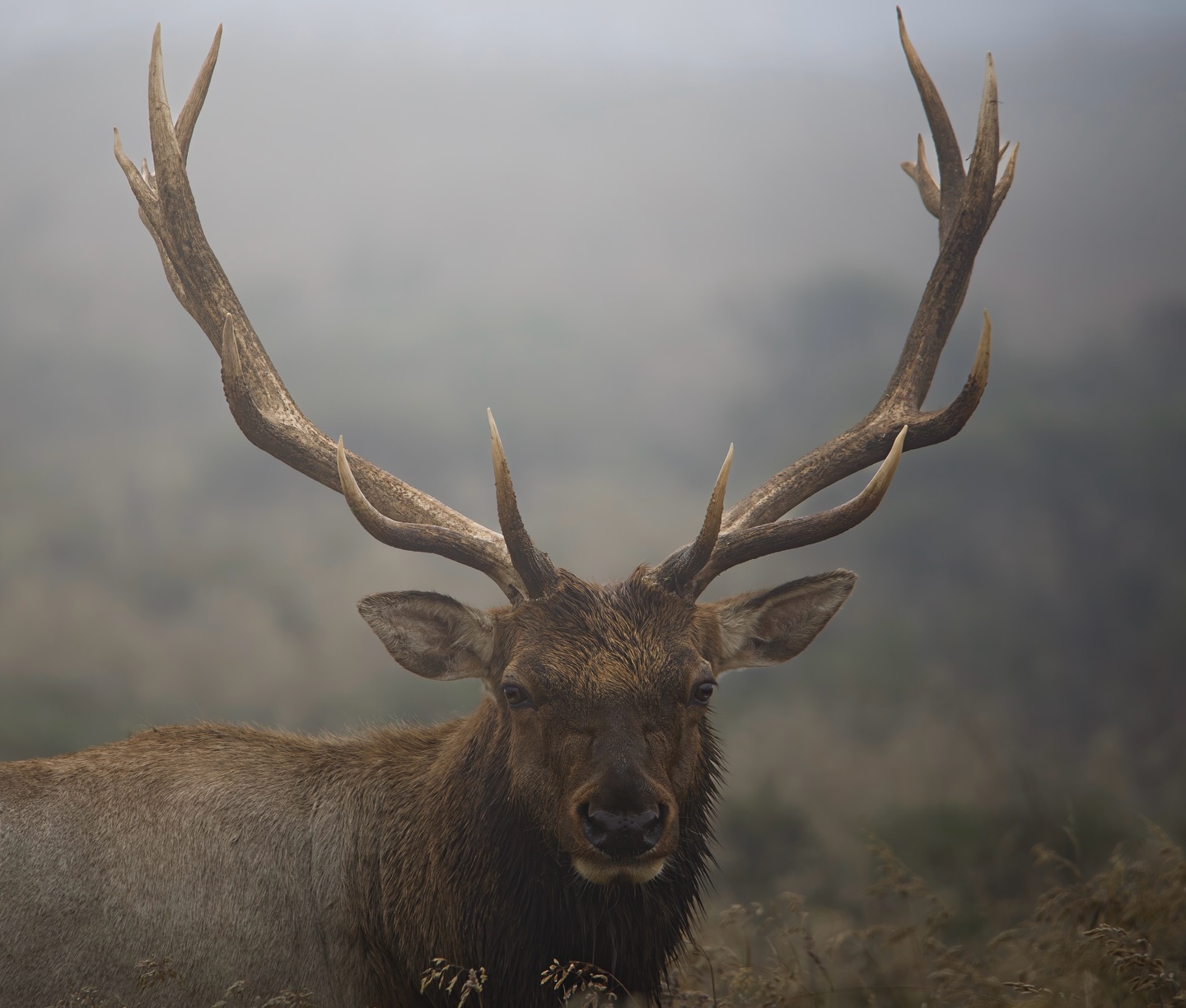 1,2, or 3?
Which one is your favorite? 🫎🌲
#elk #wildlifephoto #nature