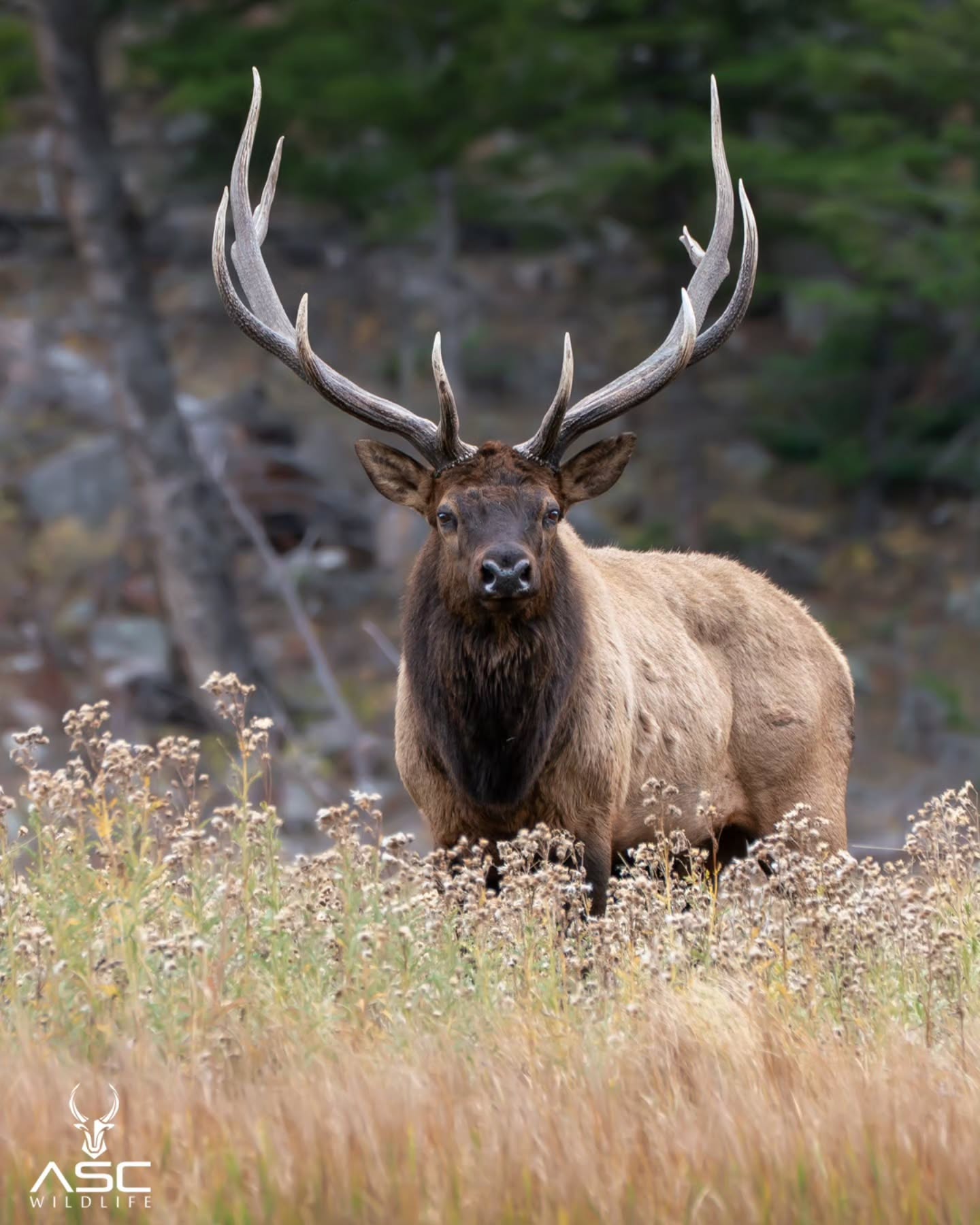 Bull Elk watching the hikers on the trail just behind me. Making sure they are not satellite bulls coming in to take his harem.
A few hours before this it was mayhem in the meadow with elk running everywhere.. chasing each other... fights and bugles echoing through the valley off the mountain walls and the King elk claiming there harem. What a sight to see.
Video to come! Stay tuned 😊🙏
Photography by @ascwildlife
.
.
.
#wildlifephotography #naturelovers#coloradowildlife #rockymountains #rmnp #elk #bullelk #rut #harem #king #fights #wildlife #real #raw #wildl #rmnp
