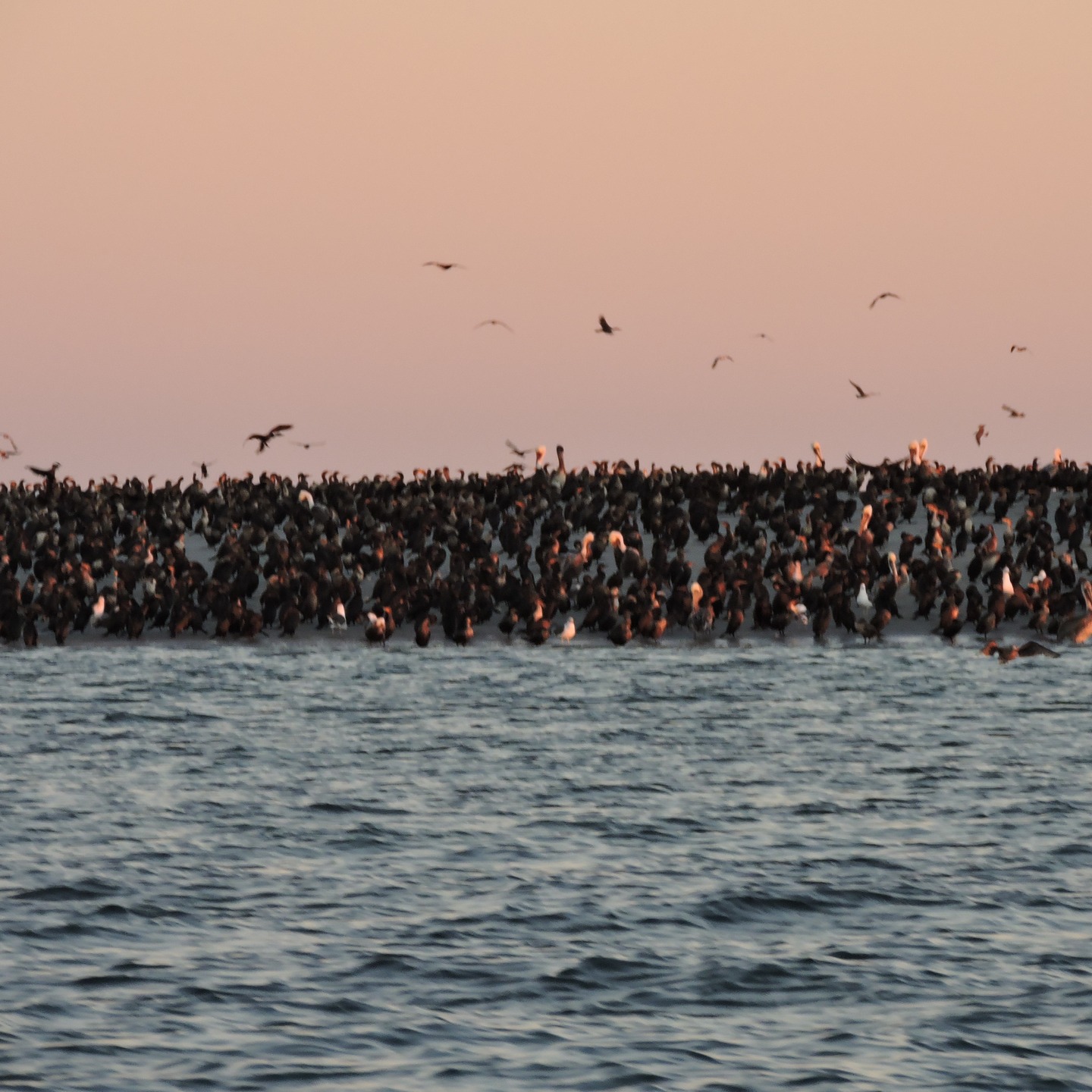🌎 Día Internacional de las Aves Migratorias
Bahía Magdalena: refugio vital en la ruta del Pacífico
Cada año, millones de aves migratorias cruzan cielos, montañas y océanos en uno de los viajes más largos y antiguos del planeta. Estas rutas conectan el Ártico con el sur del continente americano, y entre sus paradas más importantes se encuentra Bahía Magdalena, en la costa del Pacífico de Baja California Sur.
Este sistema de lagunas, esteros, dunas y manglares forma parte de los humedales más extensos y productivos del noroeste de México, reconocido internacionalmente por la Red Hemisférica de Reservas para Aves Playeras (WHSRN) y por SEMARNAT como sitio prioritario para la conservación de aves acuáticas migratorias.
Bahía Magdalena ofrece refugio, alimento y descanso a miles de aves durante sus migraciones estacionales, contribuyendo a mantener el equilibrio de los ecosistemas costeros y marinos. Su riqueza biológica depende directamente de la salud de sus manglares, playas y marismas, los cuales también protegen a las comunidades locales frente a tormentas y fortalecen la pesca artesanal y el turismo sustentable.
Proteger este lugar es asegurar que las rutas migratorias sigan vivas, que las aves continúen encontrando un hogar temporal y que el cielo de Bahía Magdalena siga siendo un símbolo de libertad y vida. 🌿
📍 Puerto San Carlos, Baja California Sur
🌐 www.murillosbrosadventours.com
✉️ murillosbros@gmail.com
#DíaDeLasAvesMigratorias #BahíaMagdalena #MurillosBrosAdventours #MagBay #Ecoturismo #TurismoSostenible #NaturalezaViva #Conservación #AvesMigratorias #BajaCaliforniaSur