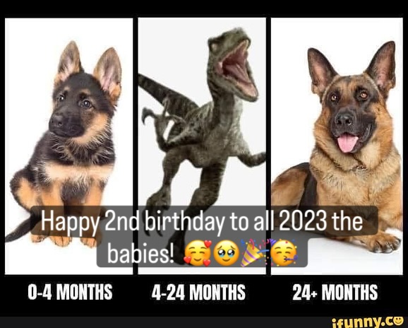 Where does the time go!?!? Happy 2nd birthday to our big dogs. You have just about made it through the toughest years!