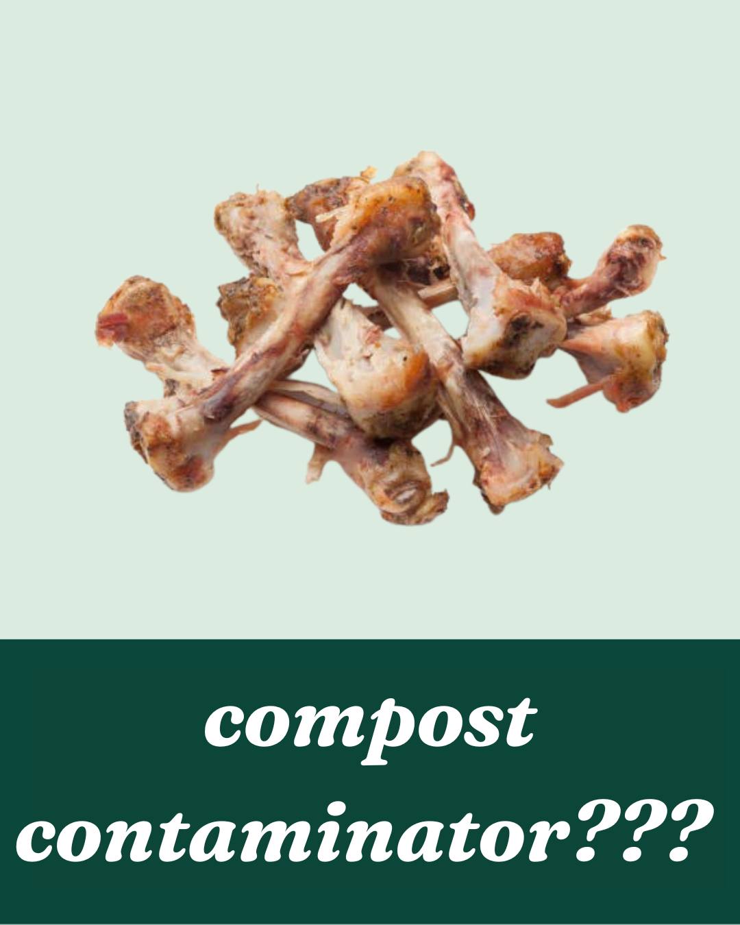 Compost contaminator? NO! Wing bones, drumsticks, and bones of all kinds are welcome in the compost. (Well… maybe not skeleton bones. That’d be a little too on-theme for October 🍂 🎃)
While animal bones like chicken bones don’t break down easily in home compost, our industrial compost system can handle them! The high heat helps them decompose fully, returning valuable nutrients like phosphorus to the soil.
Happy spooky season! Keep food waste out of the landfill and turn those leftovers back into soil.
#themoreyouknow #compostableornot #compost #sustainability #zerowaste #foodwaste #sustainableliving #wings