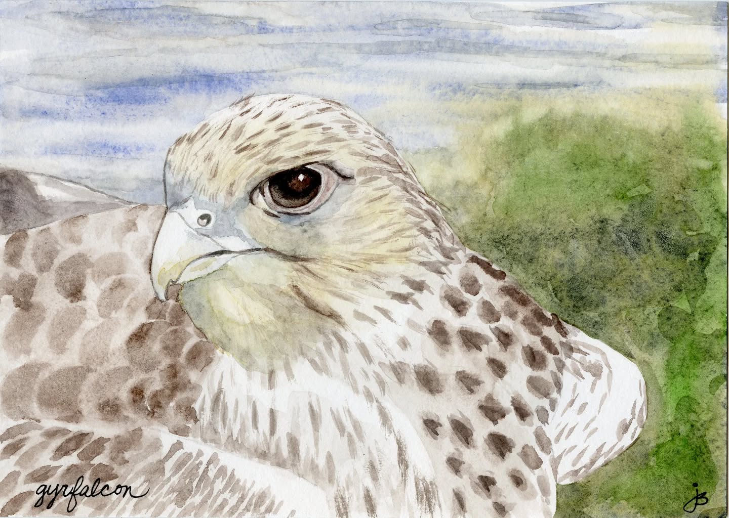 Gyrfalcon
Day 12 #Birdtober2025 #birdtober
This year I'm using watercolor, neocolors II, pencil crayons, charcoal, and gelly roll pens. Whatever floats my 🐦
I'm working on Clairefontaine watercolor paper 5.8x8.3" (A5) cold press paper.
@aholmesartstudio #ilovebirds #bird #birdartist #birdart #birddrawing #birdpainting #birdillustration #birdnerd #birbs #painting #drawing #illustration #birdchallenge #watercolorart #watercolorpainting #pencilsketch #fabercastell #clairefontainepaper
