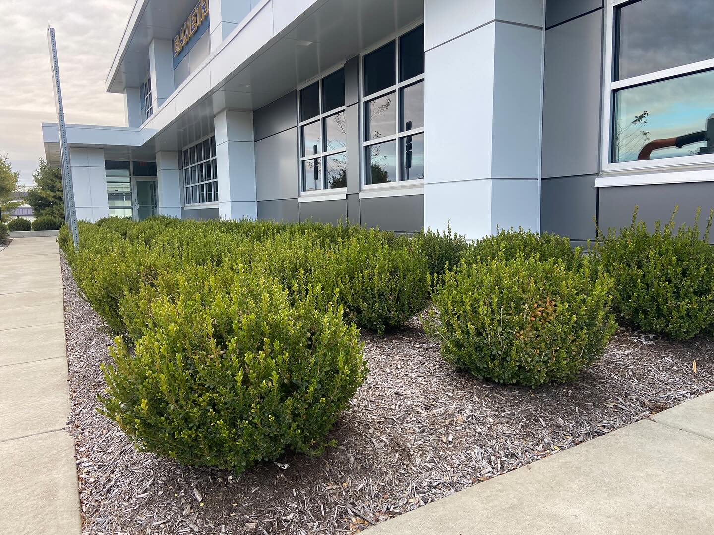 Lots of bushes π #willspropertymaintenance #wpm #bushtrimming #treecare #treeandlawncare #lawnmaintenance #treecare #lawncare
