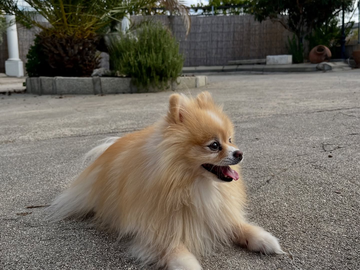 #cuidadoresdeperros #madrid #mascotas #españa #igersmadrid #perros #dogs #dogsofinstagram #perrospequeños #dogslife #dogfriend #fotosdeperros #comoencasa #vacaciones #doglover #pomeranian #chihuahua #caniche #bichón #bichonmaltes #shitzu #shitzulovers #pomerania #pomeraniaespaña #teckel #otoño