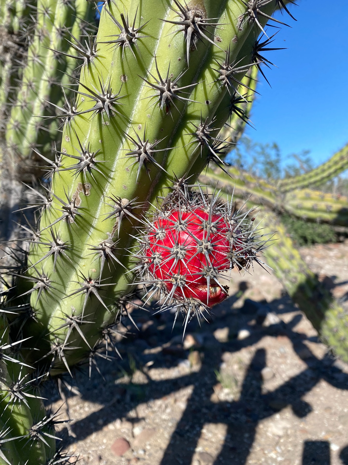 🌵 Día Internacional del Cactus 🌍
Celebramos la resistencia y belleza del desierto
Cada 10 de octubre se conmemora el Día Internacional del Cactus, una fecha dedicada a reconocer la increíble diversidad y valor ecológico de estas plantas emblemáticas de los ecosistemas áridos.
Los cactus son verdaderos sobrevivientes: pueden almacenar agua en sus tejidos y soportar altas temperaturas, vientos intensos y largos periodos de sequía. 🌞
En Baja California Sur, muchas especies crecen entre dunas, sierras y zonas costeras, formando parte esencial del paisaje y del equilibrio ecológico. Algunos, como el cardón gigante (Pachycereus pringlei), pueden vivir más de 300 años y alcanzar hasta 20 metros de altura, siendo uno de los cactus más grandes del mundo. 🌵🦅
Además de su belleza, los cactus cumplen funciones vitales:
• 🌸 Proveen alimento y refugio a aves, murciélagos e insectos polinizadores.
• 🌍 Ayudan a conservar el suelo, evitando la erosión.
• 🌿 Guardan historia y cultura, presentes en la vida tradicional de los pueblos del desierto.
En Murillos Bros Adventours, celebramos la naturaleza en todas sus formas —desde el mar hasta el desierto— y reconocemos que cada especie, por pequeña que parezca, tiene un papel en mantener viva la magia de Baja California Sur.
💚 ¡Cuidemos nuestros cactus, nuestros mares y toda la biodiversidad que hace único a nuestro hogar, Bahía Magdalena!
#DíaDelCactus #MurillosBrosAdventours #TurismoSustentable #BahíaMagdalena #BajaCaliforniaSur #NaturalezaViva #DesiertoYMar #EcoTurismo #CuidemosLaNaturaleza #MagBay
Foto de pitaya agria!