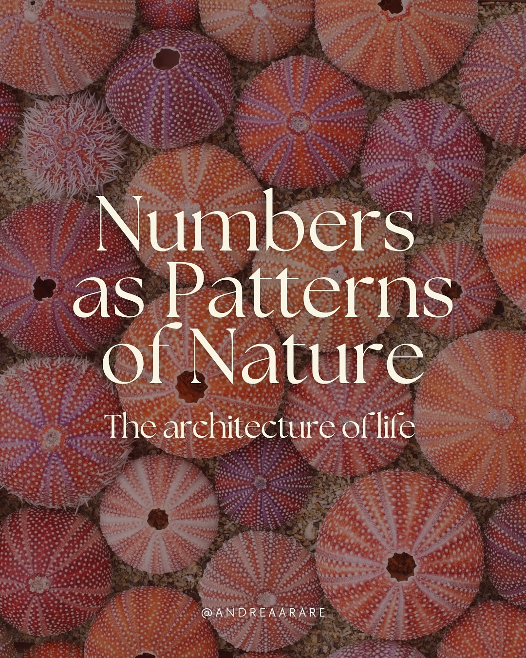 Ancestral wisdom teaches that numbers are not human inventions, they are reflections of natural order. 🌿
From the spirals of shells to the petals of flowers, from the rhythm of our breath to the turning of seasons, numbers are the sacred language through which life organizes itself.
Numbers are not separate from spirit.
They are spirit, made visible.
Swipe to explore how nature counts, balances, and creates.✨
#naturegeometry #cyclesoflife #naturewisdom #mothernature #naturepatterns #patternsofnature #ancestralwisdom