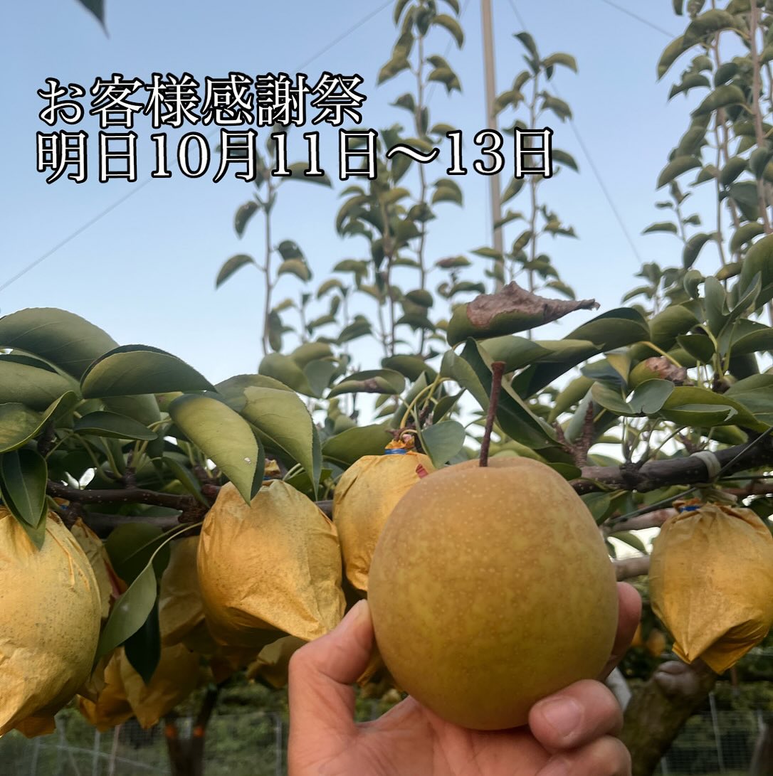 いつもたくさんのいいね👍とフォローありがとうございます😊
今週末の11日〜13日の3連休に清玉園店舗にて、1,000円以上の梨を買い上げのお客様を対象に、お客様感謝祭を行います。
1等、愛宕梨5個入(12,000円)1名様
2等、王秋梨6個入(10,000円)1名様
3等、愛宕梨&王秋梨各1個入(4,000円) 8名様
以上を10名様にプレゼント致します。
抽選は福引で箱の中から1枚紙と取るかたちになります🤭
営業時間10:00〜17:00
発送は年末に御自宅にお届け致します。
よろしくお願い致します。
☆あきづき梨 やや過熟 完売
☆かおり梨 やや過熟 完売
☆甘太梨 適熟 収穫販売中 残り僅か
☆新高梨 適熟 完売
☆王秋梨 やや未熟〜適熟 収穫販売中(美味しい時期10/10〜10/25)
☆愛宕梨 やや未熟 10/18収穫開始