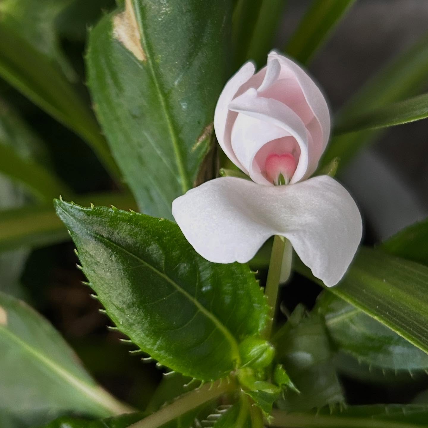 I M P A T I E N T
U N F O L D I N G
#autumblooms #blossom #impatients #mwordsphoto