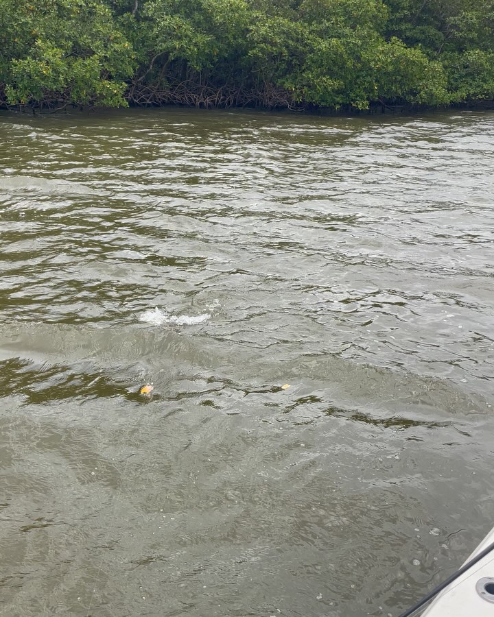perhaps one of the WORST net work by yours truly! The outcome was great.. On this day Tommy and I hooked and landed multiple bruiser 🔨reds, with a handful over slot fish 💪🏻 Call me to book, I’ll do better with the net! 📲 305-778-5342 #a2fishingcharters #irtreels #cajuncustomrods #donnmarpliers #reelfishyapparel #tfoflyrods #palmythgloves #fourhorsementackle #captainspreferredproducts #fortressmarineanchorsusa