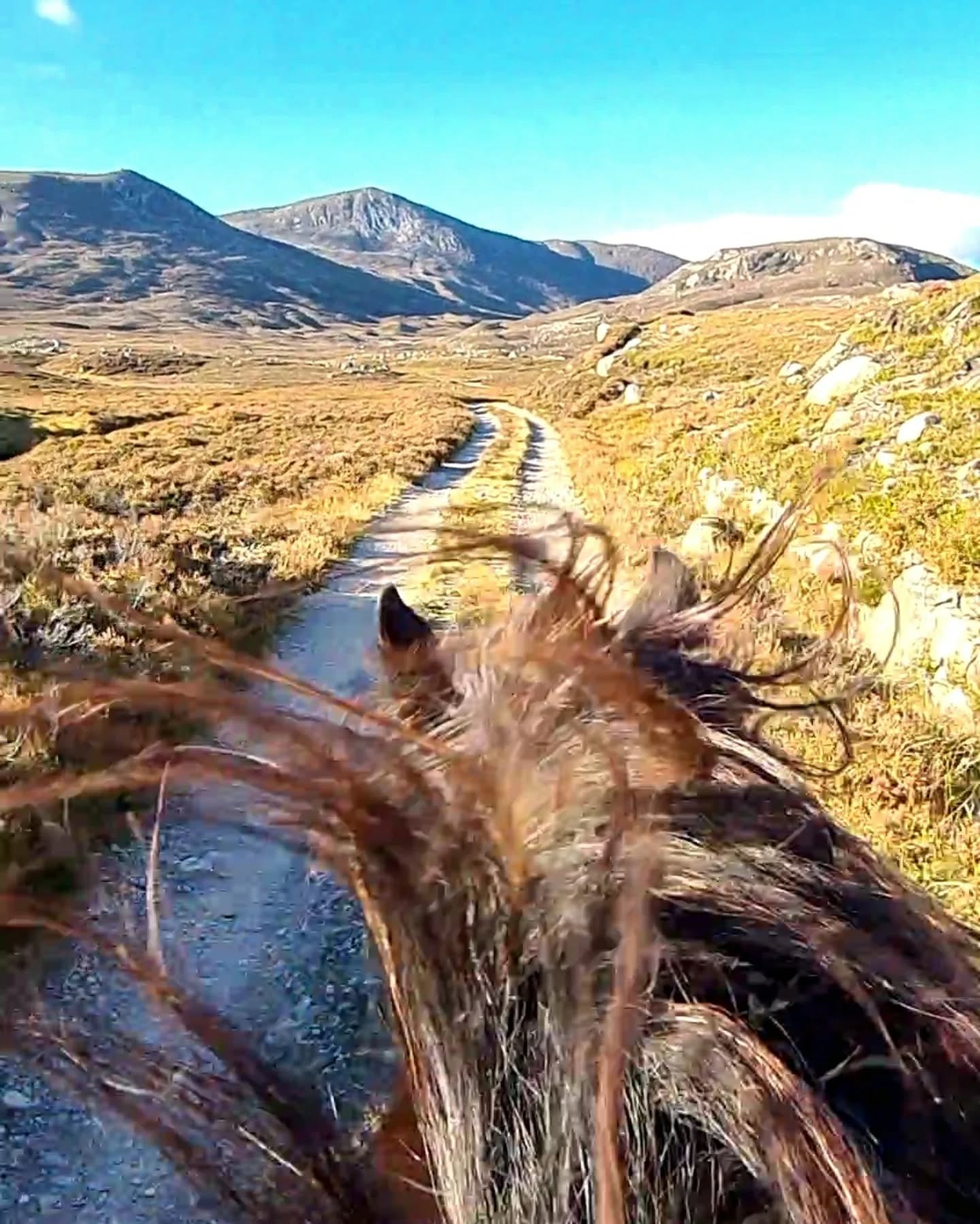 Day 2 of the trip. Perfect blue skies but still a stiff wind up the hills before we dropped down into the trees.
Got a walker to take a photo of us at the end 😅
Back on brand next weekend when I'm guiding again 😆 🚵♂️
.
#ponypacking #adventure #adventureponies #poniesofinstagram #cairngorms #balmoral #bothy #saddletramp #womeninadventure
