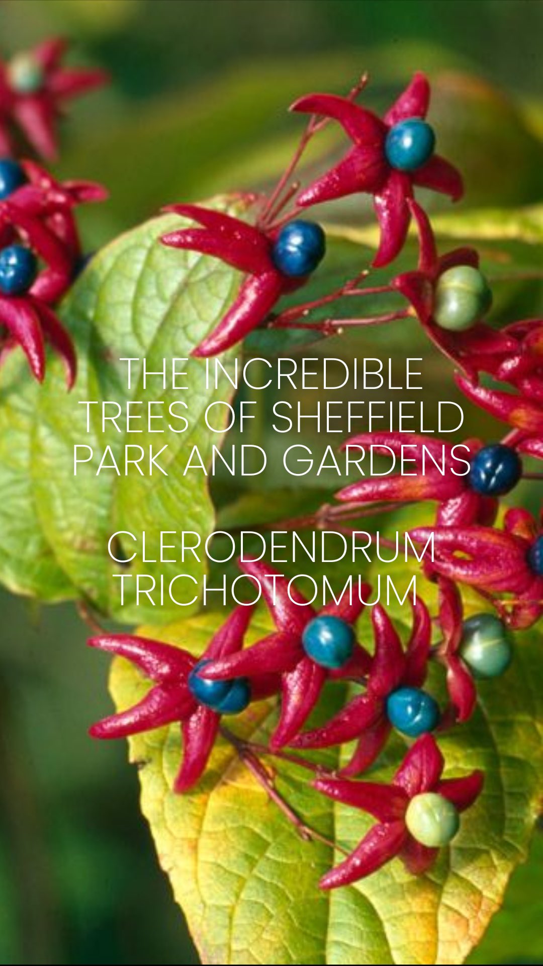 Part 3: Clerodendrum trichotomum AKA the harlequin glorybower, glorytree or peanut butter tree
Seeking a touch of the exotic? Then this little tree could be for you! Clerodendrum trichotomum - commonly known as the Harlequin Glorybower, glory tree or peanut butter tree is a tree of exceptional character and charm.
Native to East Asia it’s aromatic leaves, releasing an unexpected peanut-butter scent when rubbed, add an element of surprise, while the tree’s elegant form and textured foliage provide year-round interest.
In late summer, fragrant white blossoms attract bees and butterflies, enhancing the garden’s ecological value, before transforming into dramatic seed heads (seed heads not flowers!) that catch the low autumn light beautifully.
A relatively low-maintenance addition, the Peanut Butter Tree is adaptable to various soil types and lends itself well to informal planting schemes. Its vibrant hues and distinctive form make it an ideal focal point in naturalistic borders or tucked into woodland edges, where it brings structure and colour at a time when many plants are fading.
Any questions about Clerodendrum trichotomum, then pop them in the comments below 👇
⸻
ABOUT: Joe Perkins Design is a multi-award-winning landscape design consultancy, creating innovative outdoor spaces that celebrate the environment, wildlife, and biodiversity. Working across the UK and internationally, we partner with clients who share our passion for sustainable and visionary design. Discover more about our work at: www.joeperkinsdesign.com