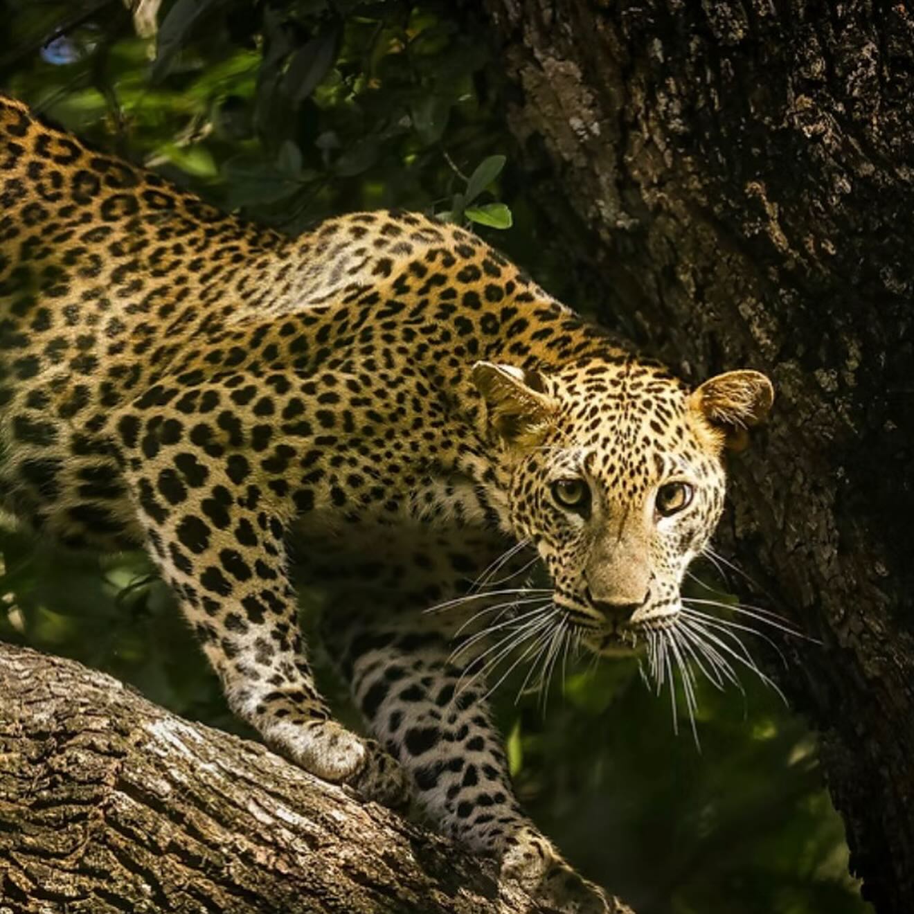 Whether it’s your 50th approaching 🎂, your parents’ golden anniversary 💍, or that friend finally ready for their bucket-list adventure 🤩 - everyone knows someone with a big celebration on the horizon.
These moments create the perfect opportunity to move beyond the everyday and create something truly special 🩵
Our new milestone travel guide spans every life stage with inspiration from Greek island yacht-hopping 🛥️🏝️ to Antarctic expeditions 🐧, luxury rail journeys 🚝 to African safaris 🐘🦒
What milestone moment will you celebrate next? Link in bio
@carrierluxuryholidays
#MilestoneMoments #CarrierHolidays #LuxuryHolidays #SupportLocal #Chorleywood