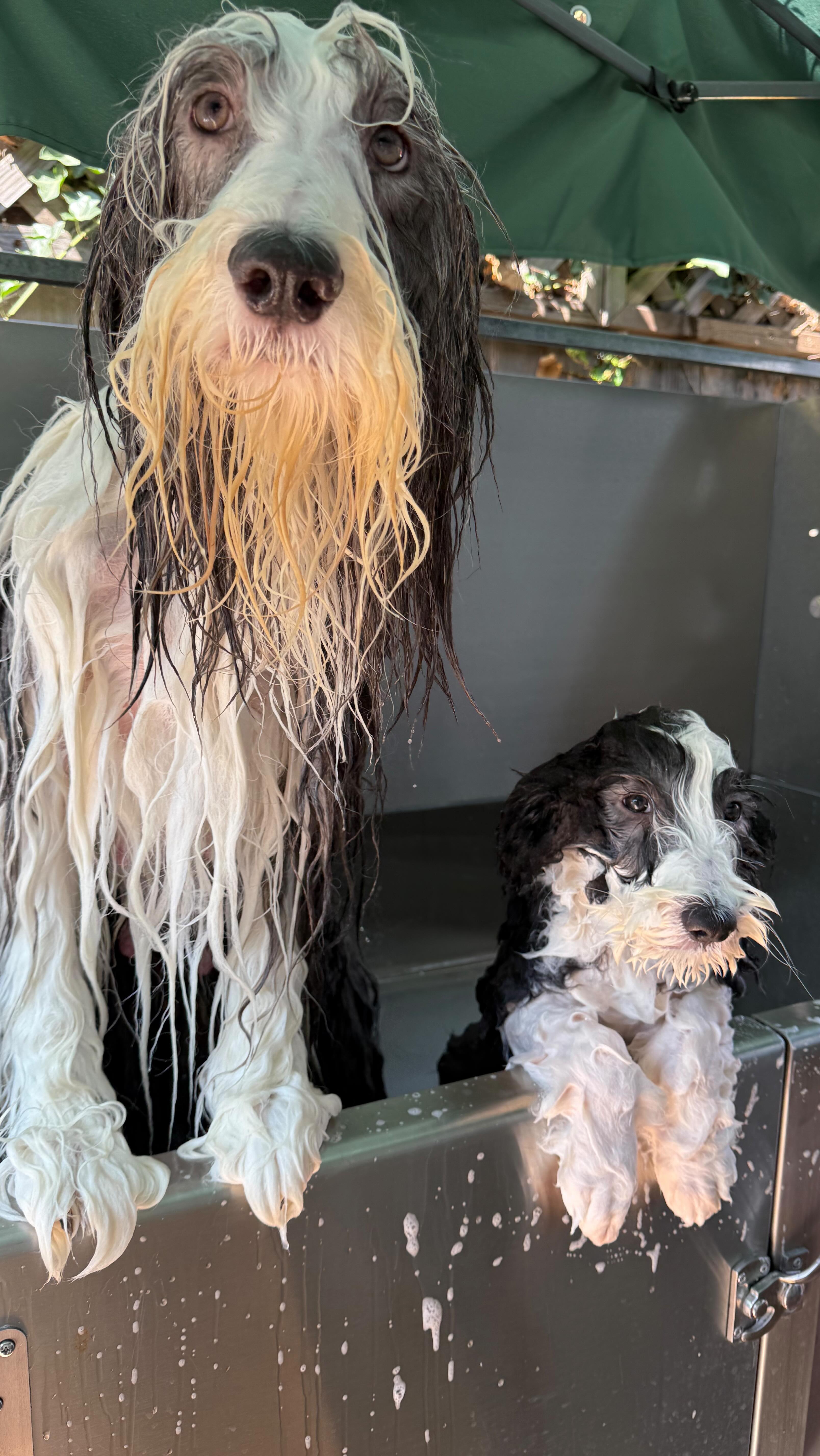 Mother + Doghter Bath Day 🫶
I love helping raise the next generation of dogs. Getting to be there for all the changes and training is such a joy. Enjoy these happy tail wags of these beautiful Bearded Collies!
#doggrooming #beardedcollie #akc #fearfreepets #spaw #sandiegodogs #sandiegodoggroomer