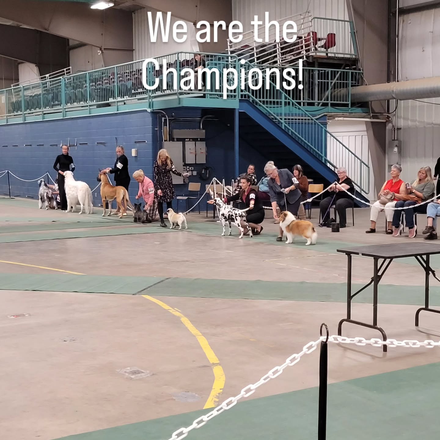 And the winner is? Here is the line ups from yesterday and the photoshoot afterwards.
#cindyshropshireart #yxhlocal #medicinehatkennelclub #paintkits #dogshows #cindysart #petportraiture #custompetportraits
