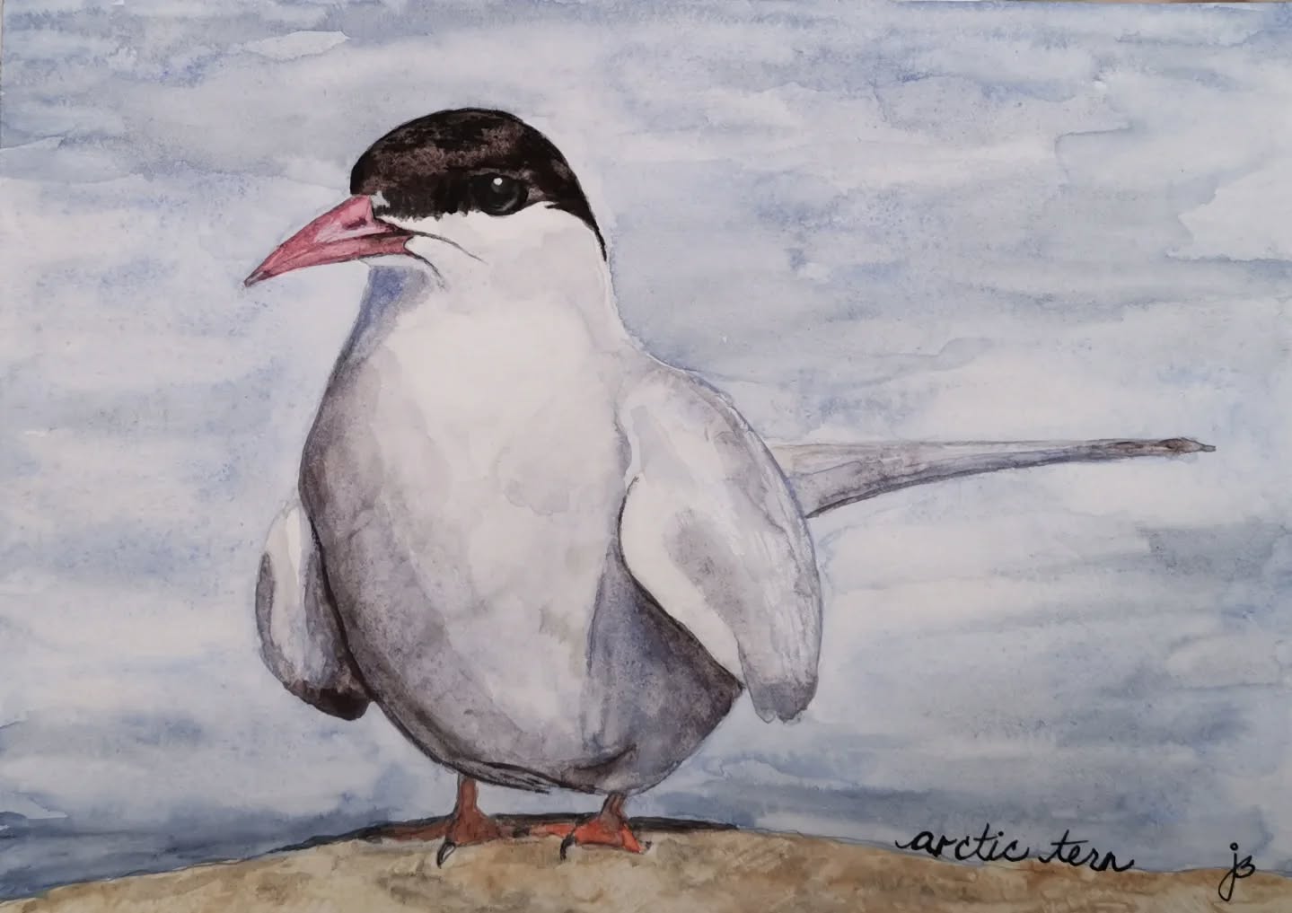 I really enjoyed painting this Arctic Tern
Day 11 #Birdtober2025 #birdtober
This year I'm using watercolor, neocolors II, pencil crayons, charcoal, and gelly roll pens. Whatever floats my 🐦
I'm working on Clairefontaine watercolor paper 5.8x8.3" (A5) cold press paper.
@aholmesartstudio #ilovebirds #bird #birdartist #birdart #birddrawing #birdpainting #birdillustration #birdnerd #birbs #painting #drawing #illustration #birdchallenge #watercolorart #watercolorpainting #pencilsketch #fabercastell #clairefontainepaper