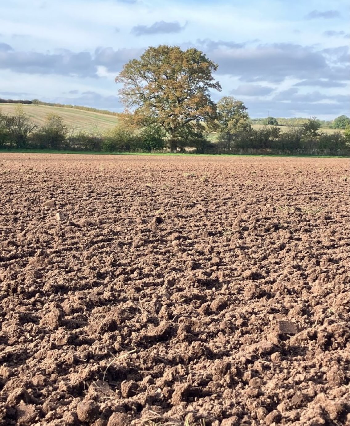 Herbal ley mown Monday
Raked up Tuesday
Silage baled Wednesday
Ploughed Thursday
Maris Widgeon sown Friday
I could get used to weather like this!