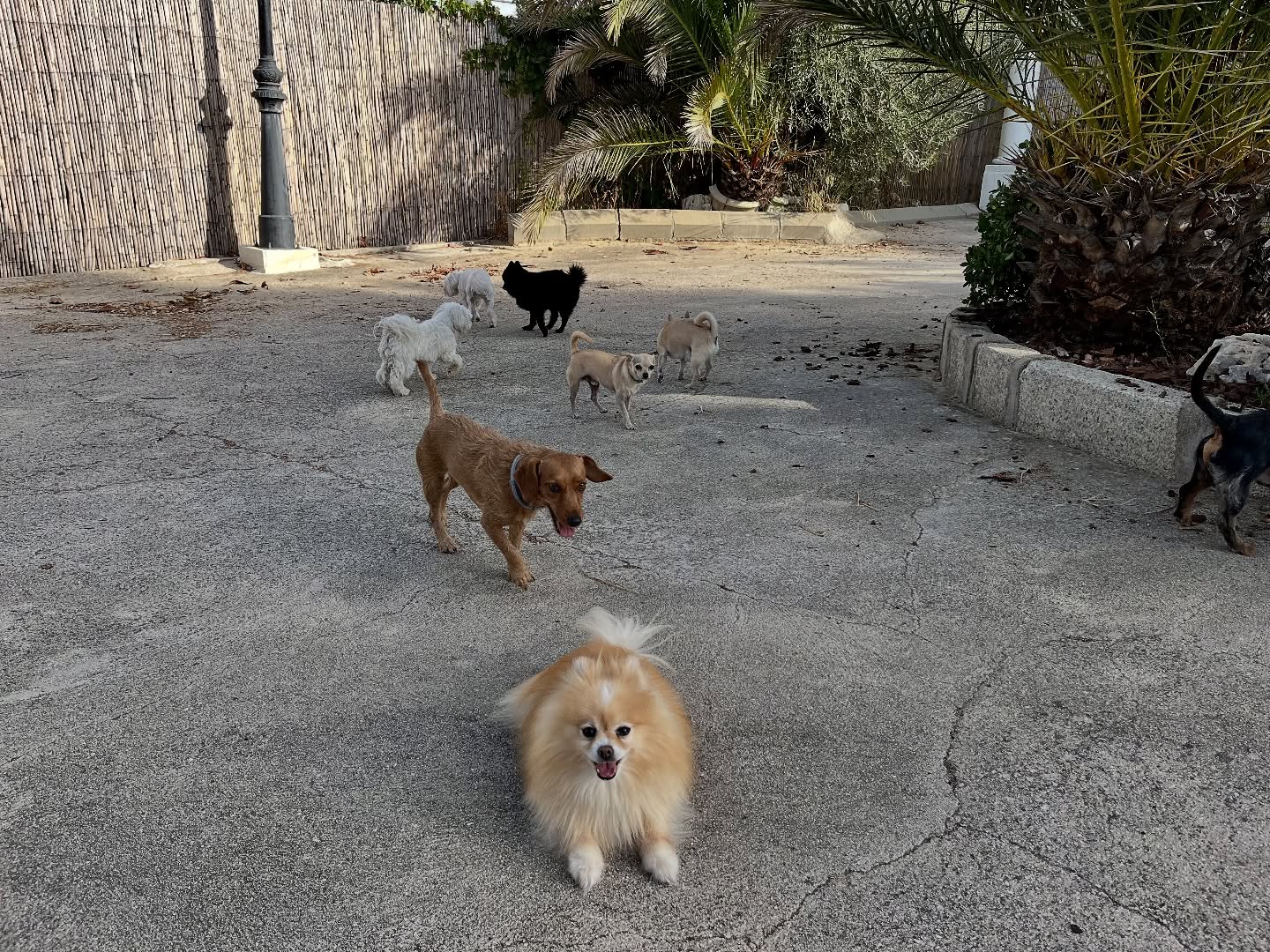 #cuidadoresdeperros #madrid #mascotas #españa #igersmadrid #perros #dogs #dogsofinstagram #perrospequeños #dogslife #dogfriend #fotosdeperros #comoencasa #vacaciones #doglover #pomeranian #chihuahua #caniche #bichón #bichonmaltes #shitzu #shitzulovers #pomerania #pomeraniaespaña #teckel #otoño