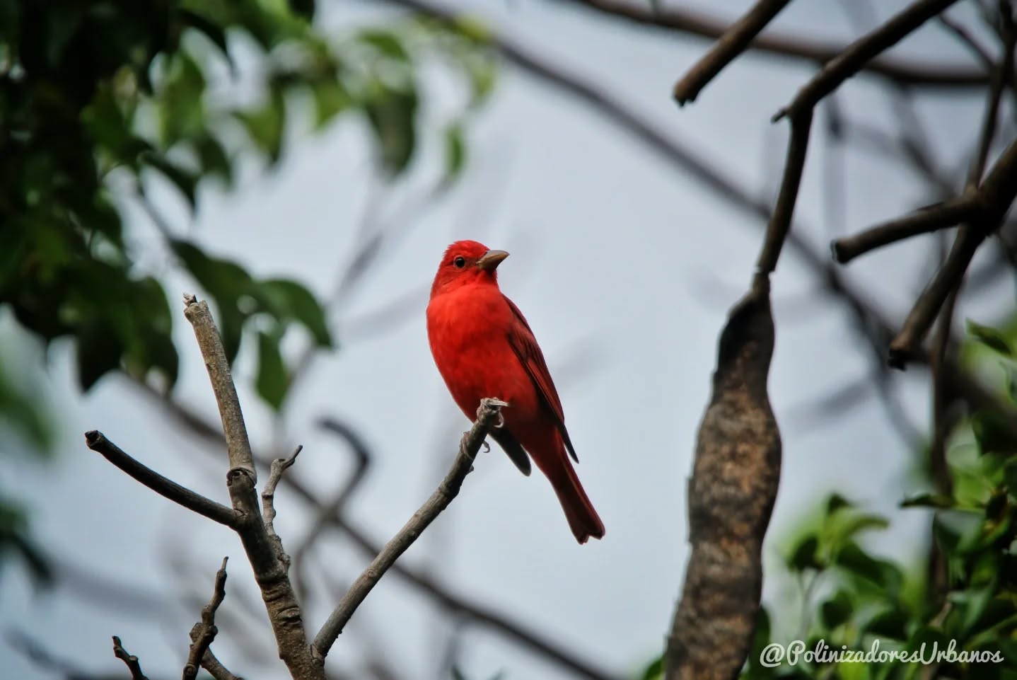 Salimos a pajarear en Tuxtla Gutiérrez este día mundial de las aves migratorias con @heliomaster.mx en el marco del 5to festival Tuxtleco de las aves migratorias, nos toco dar un recorrido por el Parque del Oriente
Es mi primera vez pajareando en Tuxtla asi que fue un gusto conocer a las aves urbanas de la zona, recordemos que las pocas áreas verdes que tenemos en las ciudades son refugio de una increíble cantidad de biodiversidad que ni siquiera nos imaginamos que están ahí
#polinizadores #educacionambiental #pajareada #avesurbanas #colibries #polinizadores