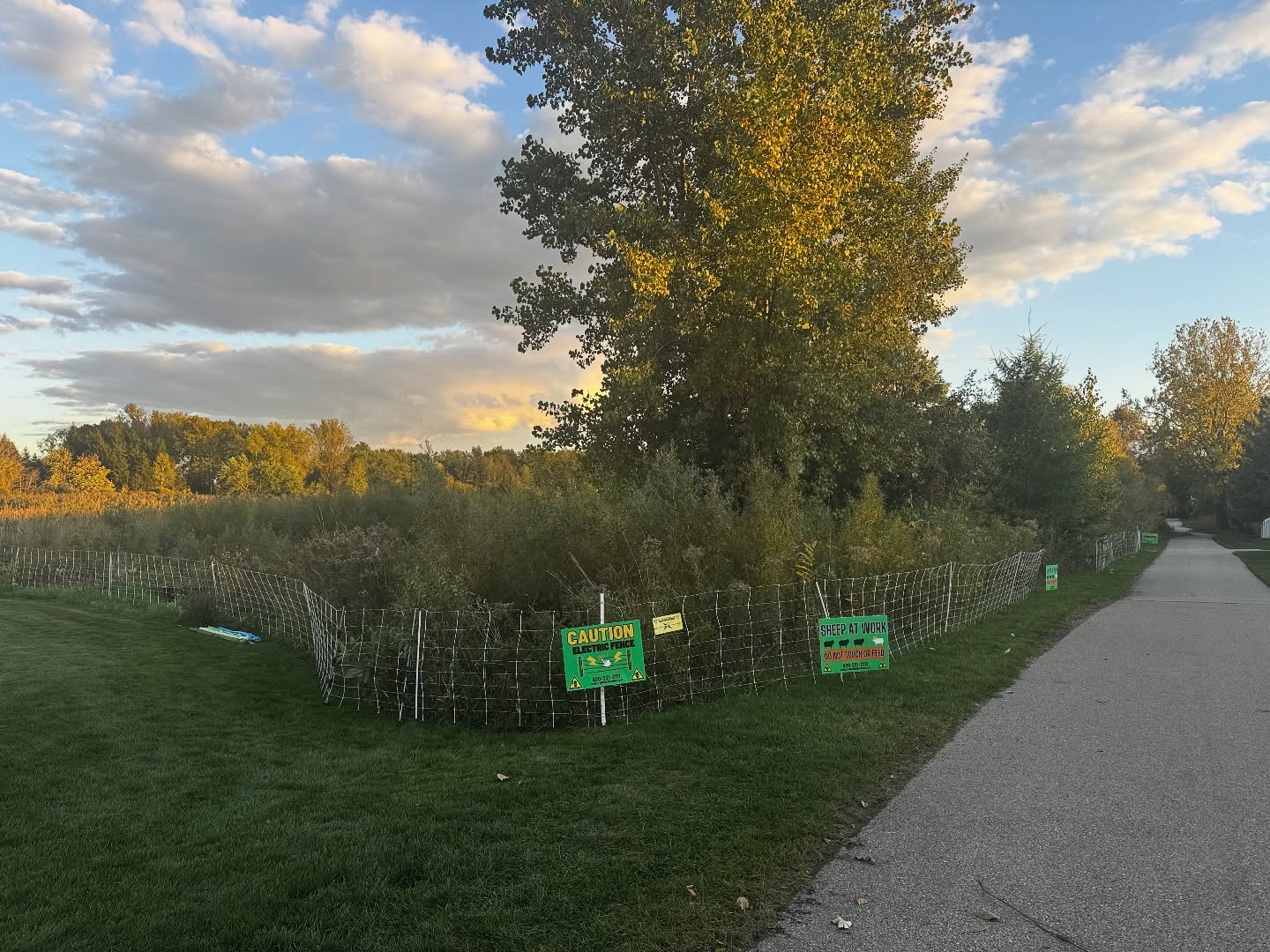 Only 72 hours between these photos. Our crew of 33 (16 goats and 17 sheep) does Ah-Mazing work! #goats #grazing #wisconsin #marinecorps