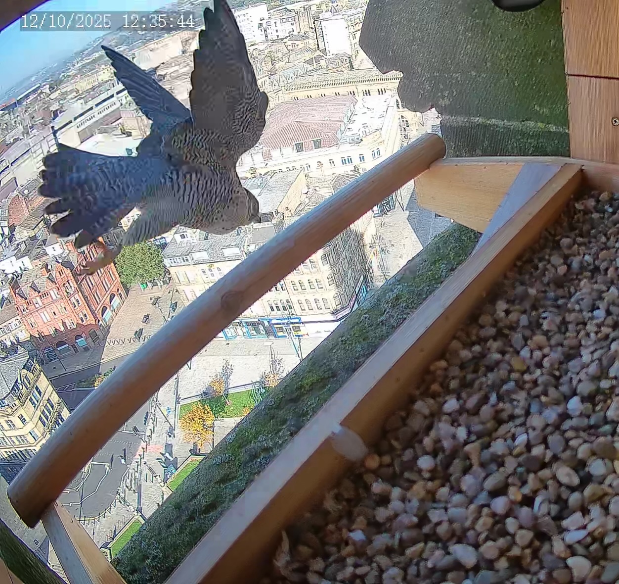 Someone’s been sitting on the City Hall roof perch again. Don’t fancy a look inside yet, lady?
