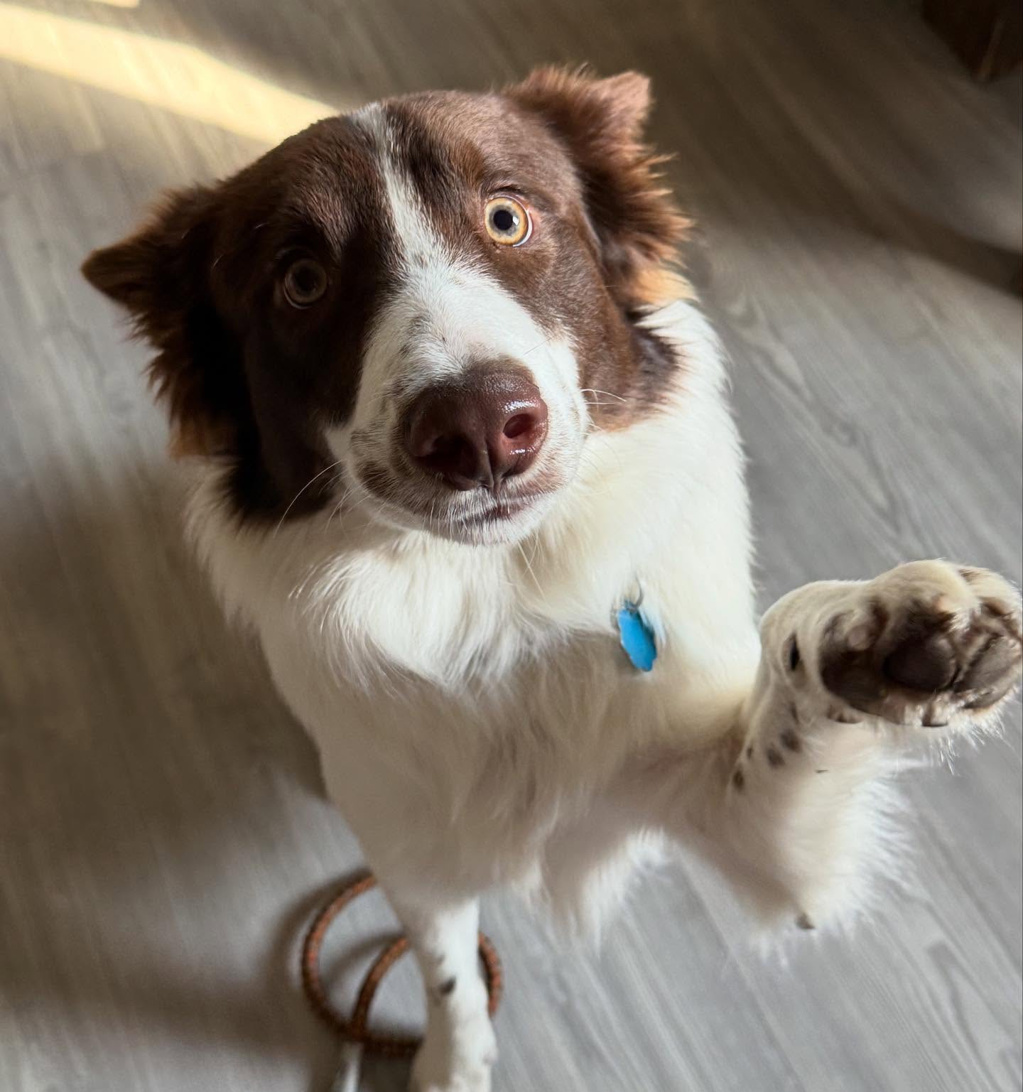 What a fun week of learning it’s been here with all of these big smiles 😃🐾
From new skills to goofy moments, these pups never fail to make the days brighter! ☀️❤️
Friendly reminder to sign up for our maintenance walk this month on the 25th if you haven’t all ready!👻🐶