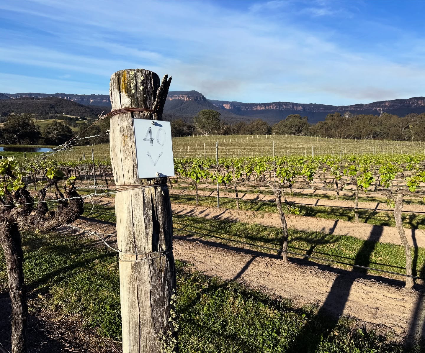 Spring has well and truly arrived, and the vineyard is bursting with life — its lush canopy of green leaves unfurling in the sunshine. 💚
#megalongcreekestate #megalongvalley #bluemountains #bluemountainsnsw #bluemountainswine #springinthevineyard