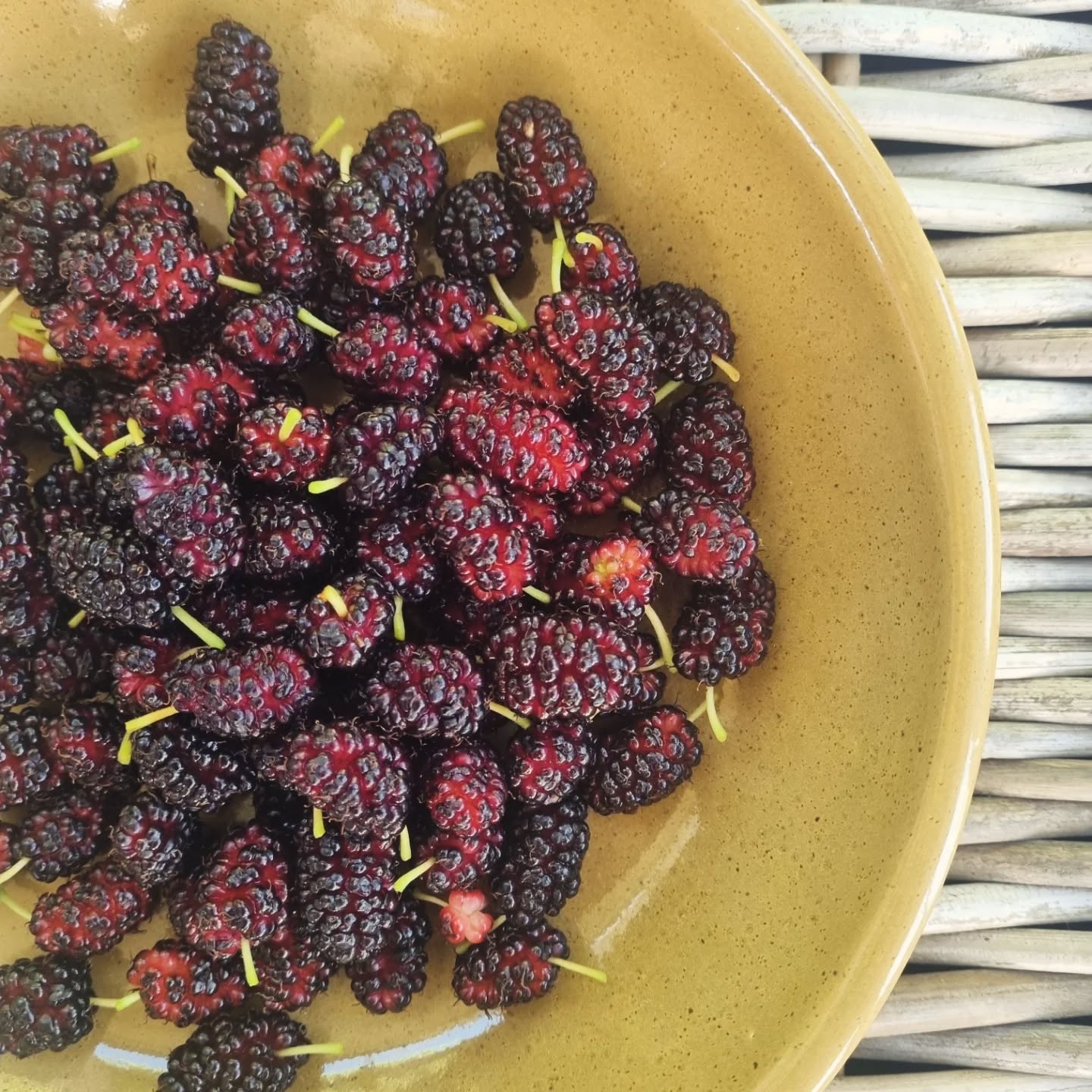 Every time my husband prunes the mulberry tree, I have a heart attack! But I guess he's doing something right, because it's never looked better, and the fruit is abundant 🥰
.
.
.
#farmliving #farmlife #farming
#mindfulliving #simplepleasures #cottagegarden #camdennsw #farmgirl #farmtotable #gorgeousfarm #beautifulfarmhouse #mulberrytree #mulberries