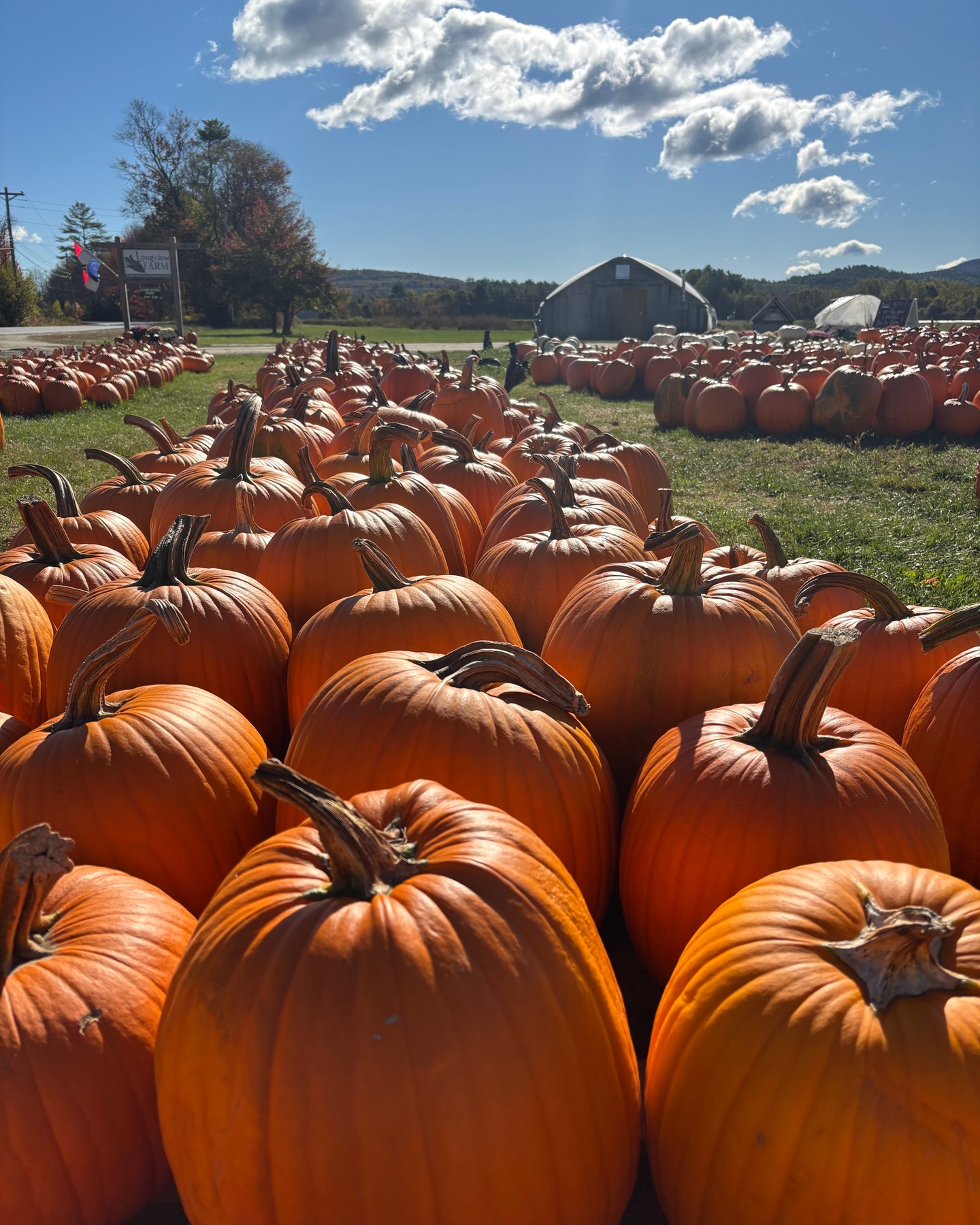 SO MANY pumpkins!
Find the link in our BIO to the latest Farm Newsletter.
Fall hours, what we've got stocked and harvested and what we've been thinking about.